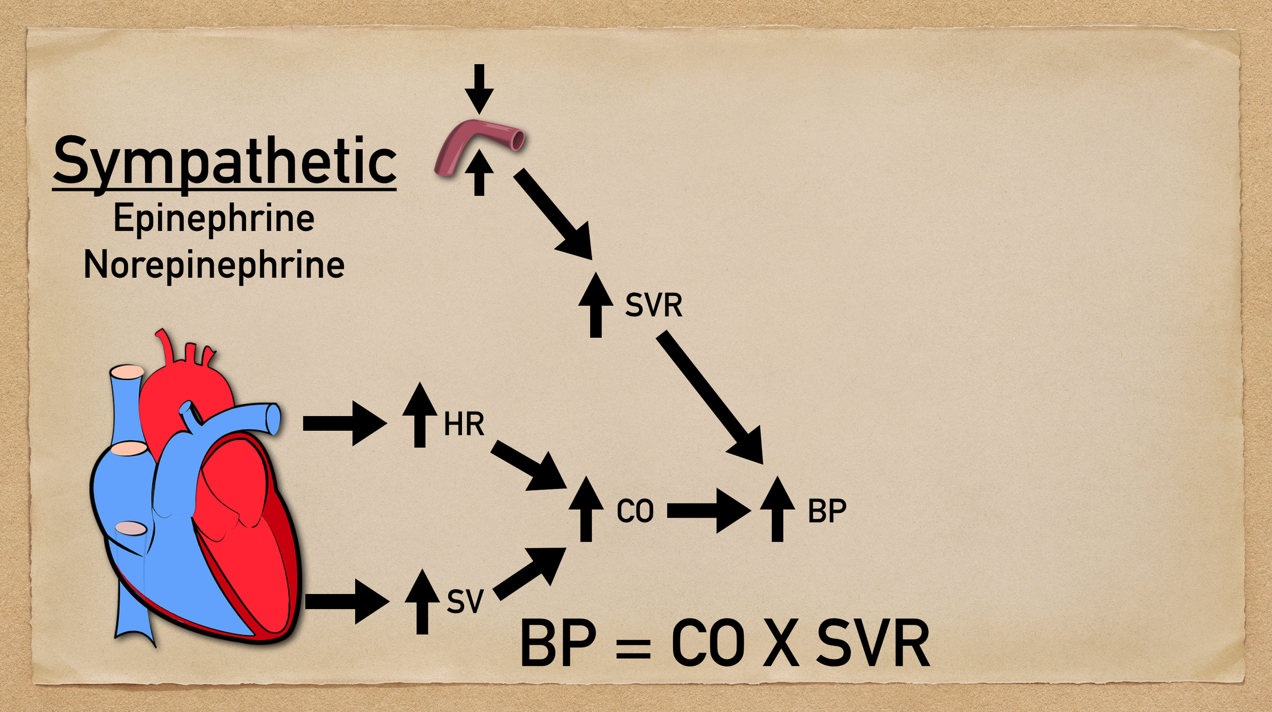 Increased sympathetic activity will lead to vasoconstriction which will increase systemic vascular resistance (SVR) and blood pressure.