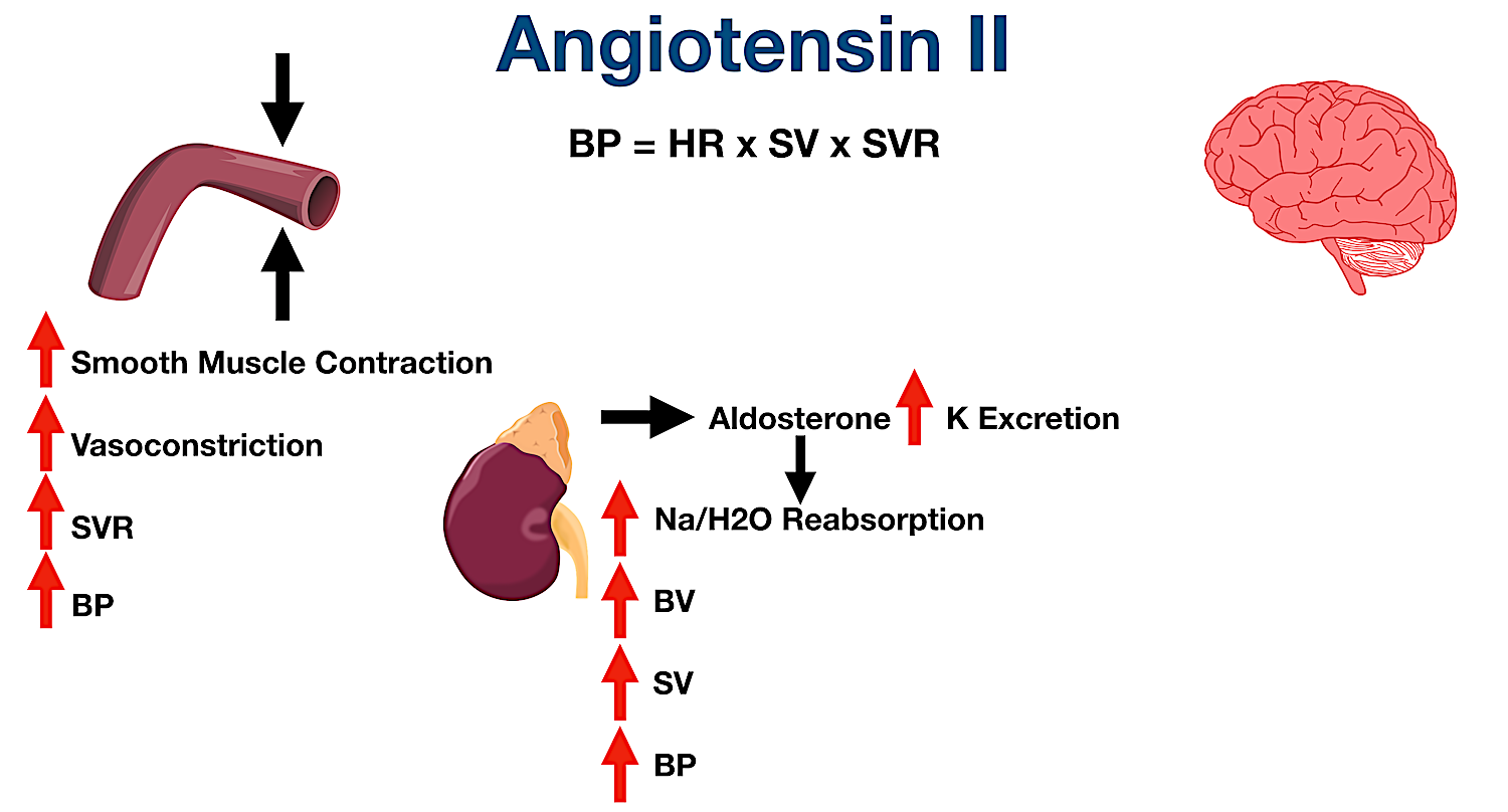 Angiotensin II stimulates aldosterone release from the adrenal cortex. Aldosterone increases sodium and water reabsorption in the distal tubule of the nephron, as well as increases potassium (K) excretion in the urine.