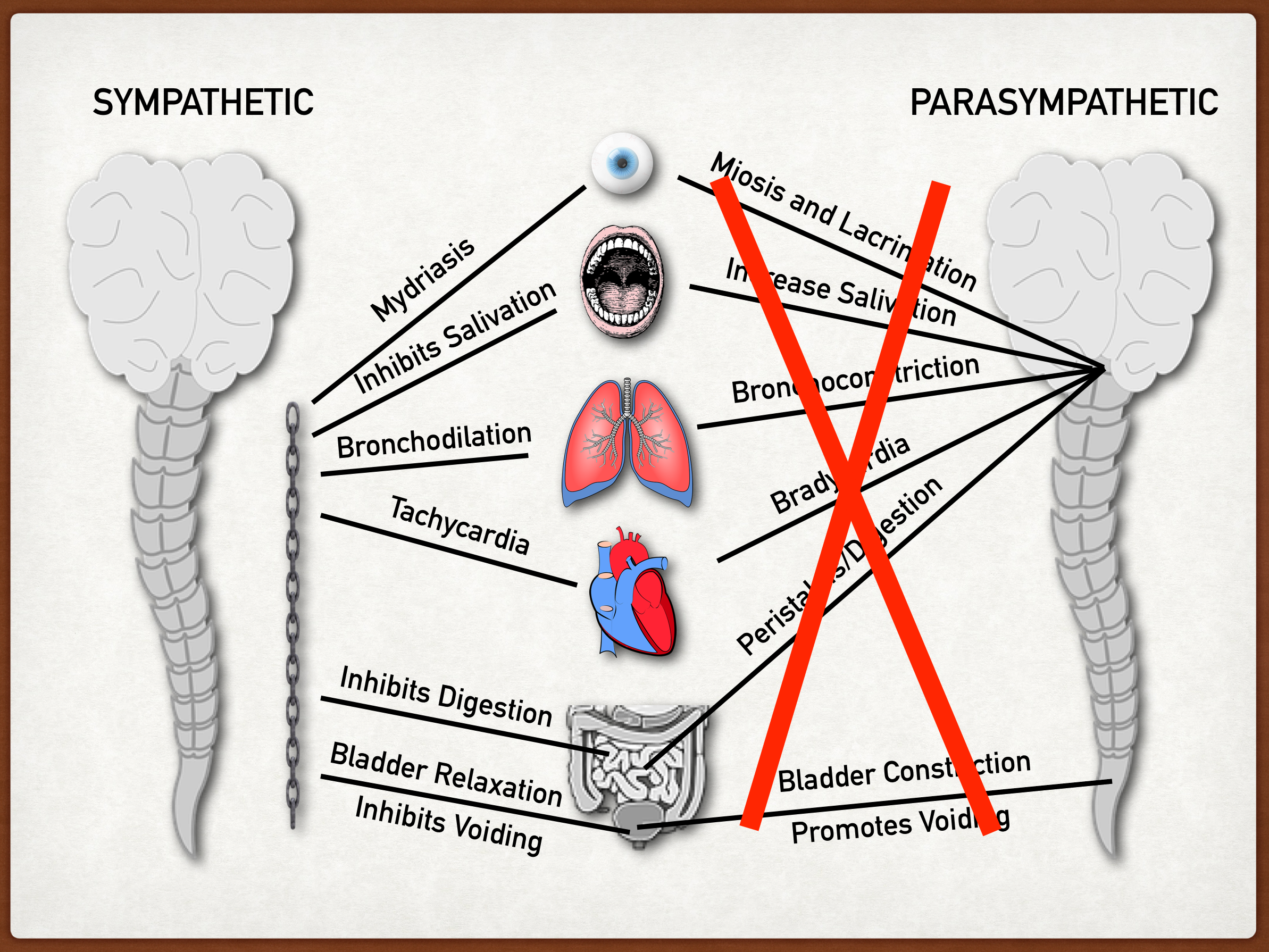 Anticholinergic toxicity inhibits the parasympathetic response leaving unopposed sympathetic activity only.