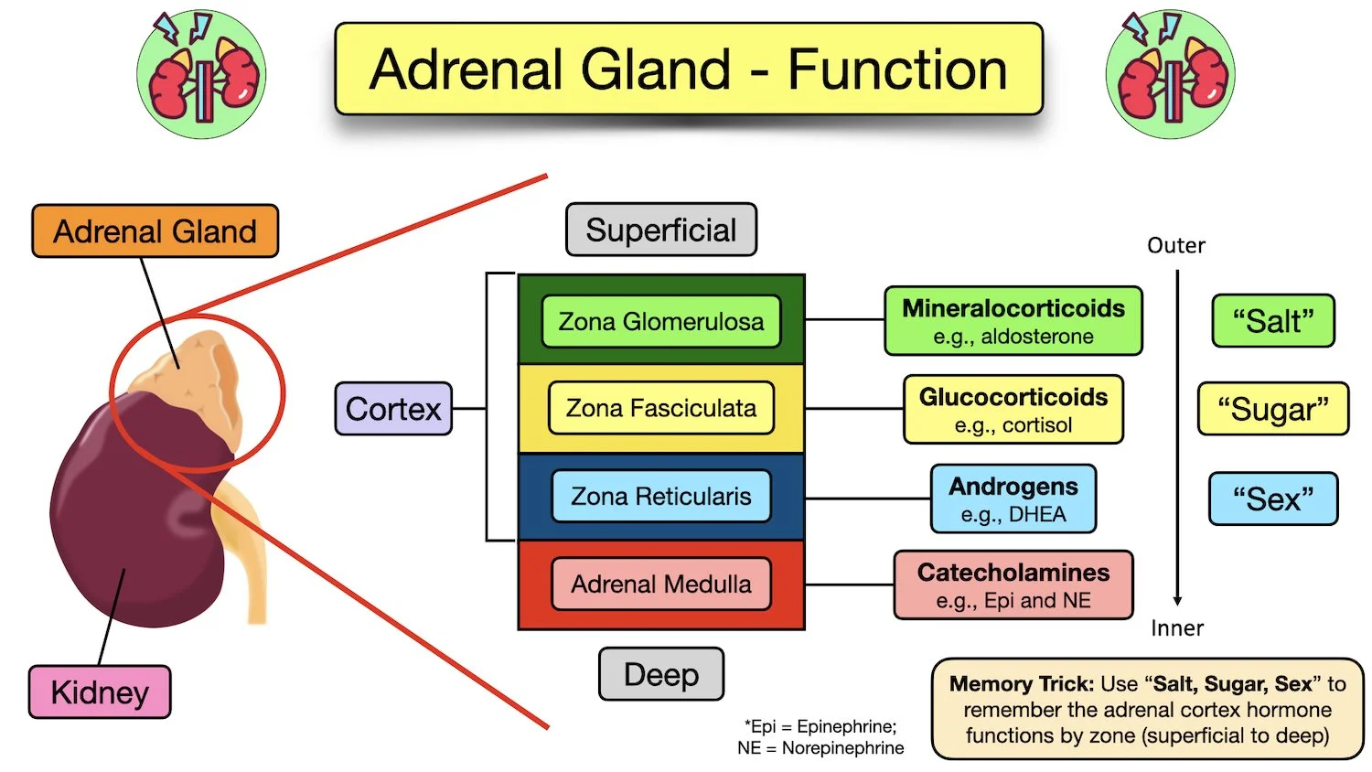 adrenal gland cortex function hormone secrete cortisol aldosterone androgen