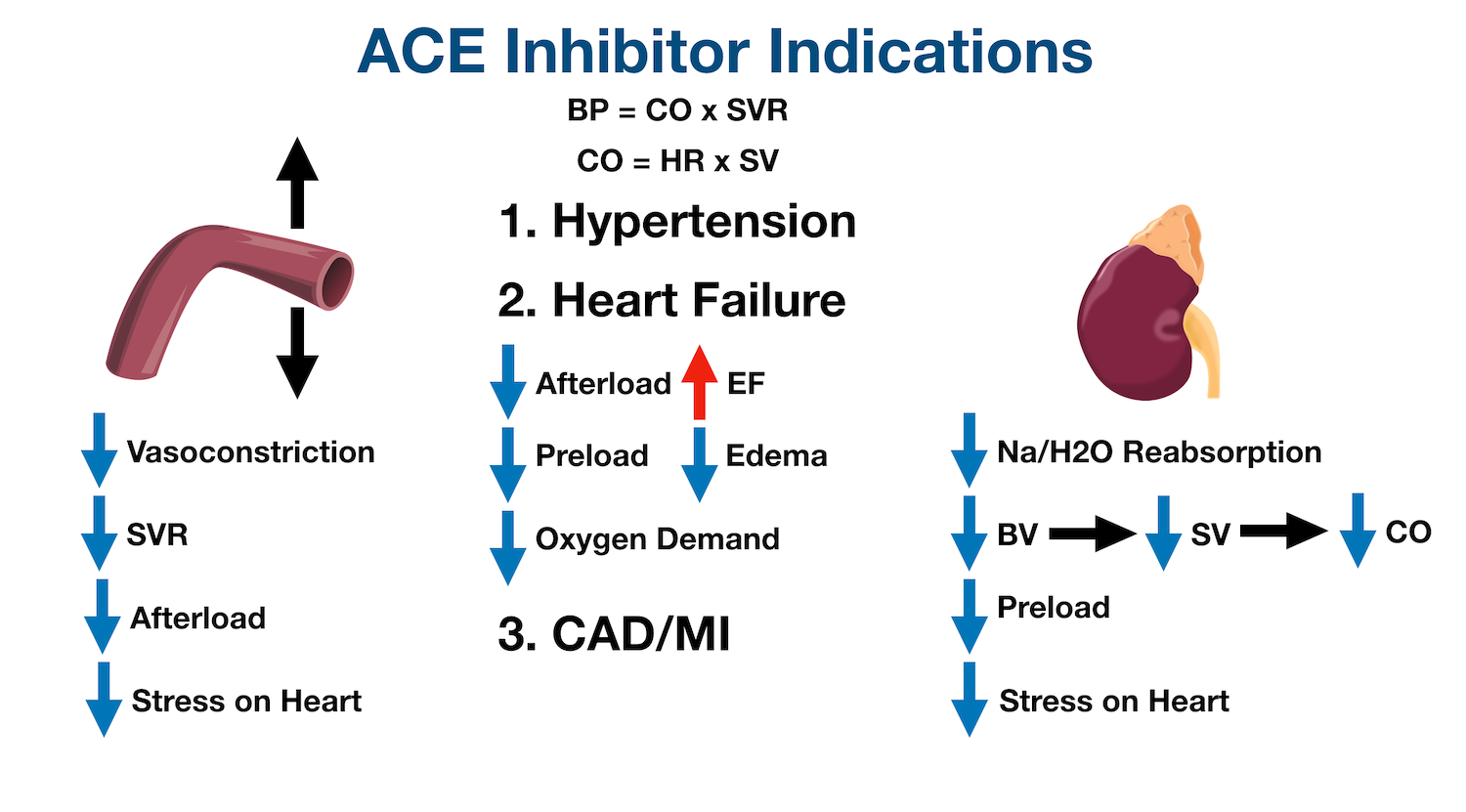 ACE inhibitors can be used in coronary artery disease (CAD) or after a myocardial infarction (MI) as they decrease afterload, preload, and overall oxygen demand/stress on the heart.