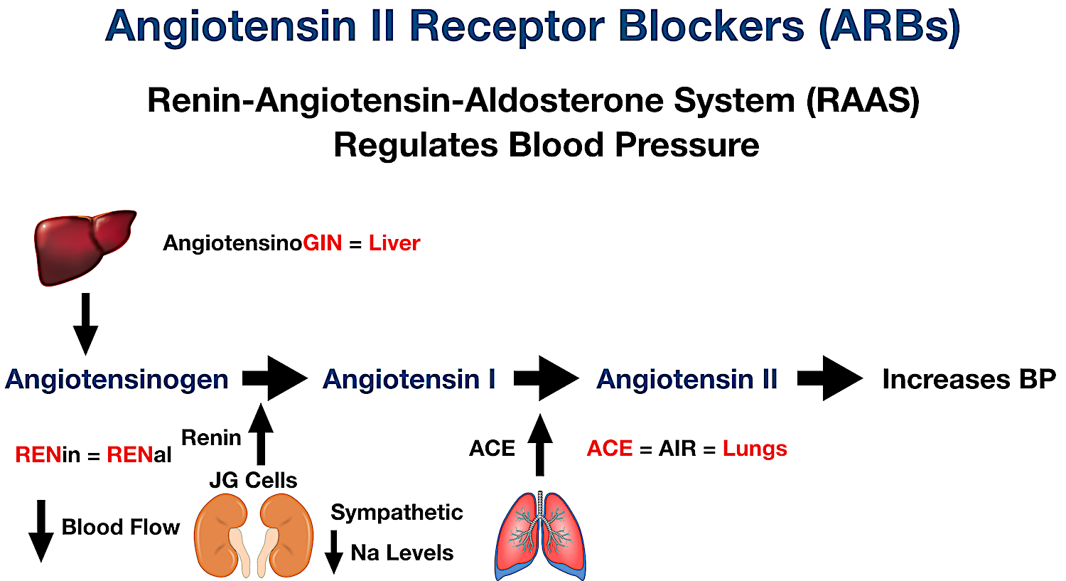 Angiotensin-converting enzyme (ACE) converts angiotensin I into angiotensin II. Angiotensin II has multiple effects on the body to increase blood pressure.