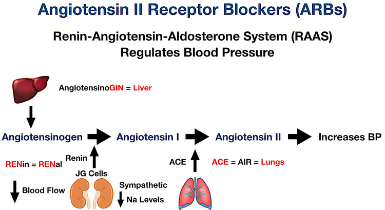 Angiotensin II Receptor Blockers (ARBs): Drug List, Example Meds, Side ...