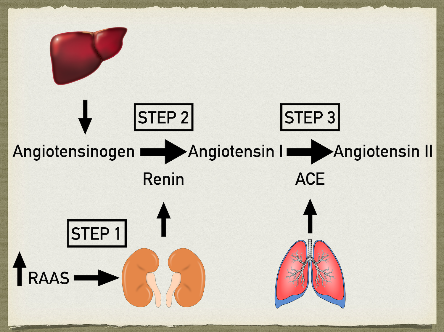 renin angiotensin aldosterone system pathway steps