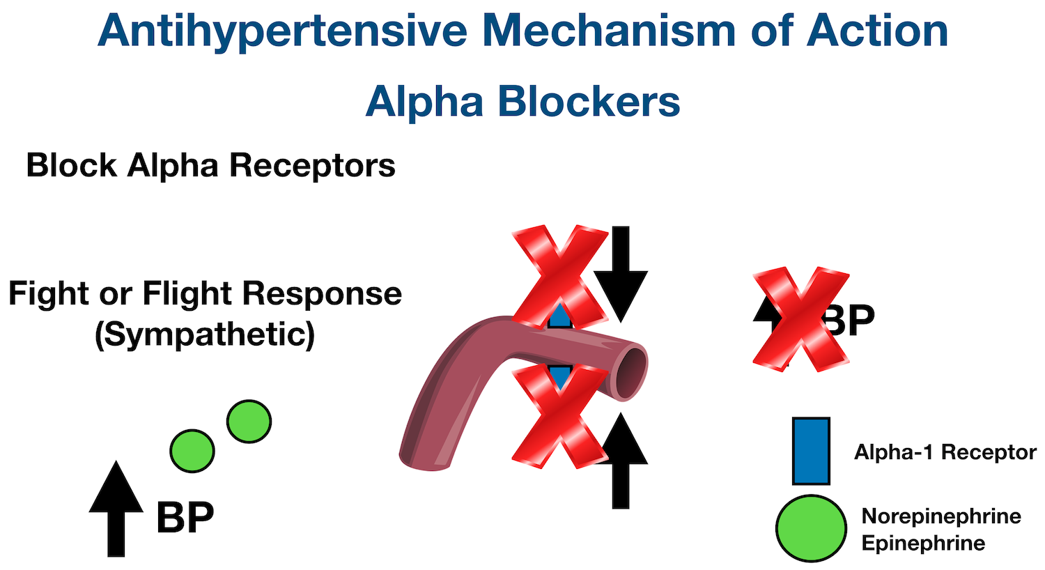Alpha Blocker Mechanism of Action: Blocks alpha-1 receptors on blood vessels, thereby preventing sympathetic catecholamines such as norepinephrine and epinephrine from binding. This causes decreased vasoconstriction and blood pressure.