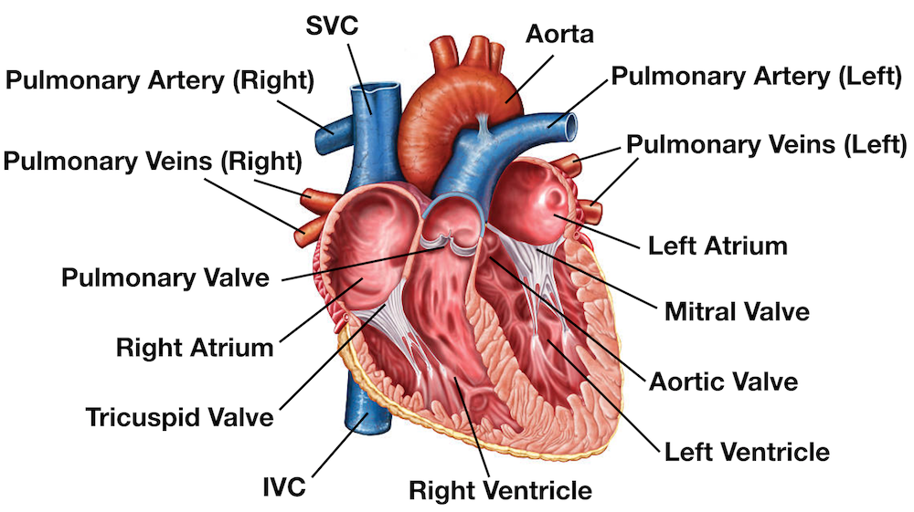 Image: Anatomy of the heart labeled diagram showing the main cardiac structures. (Not labeled: main pulmonary artery/pulmonary trunk emerging from the right ventricle and splitting into the right and left pulmonary arteries).