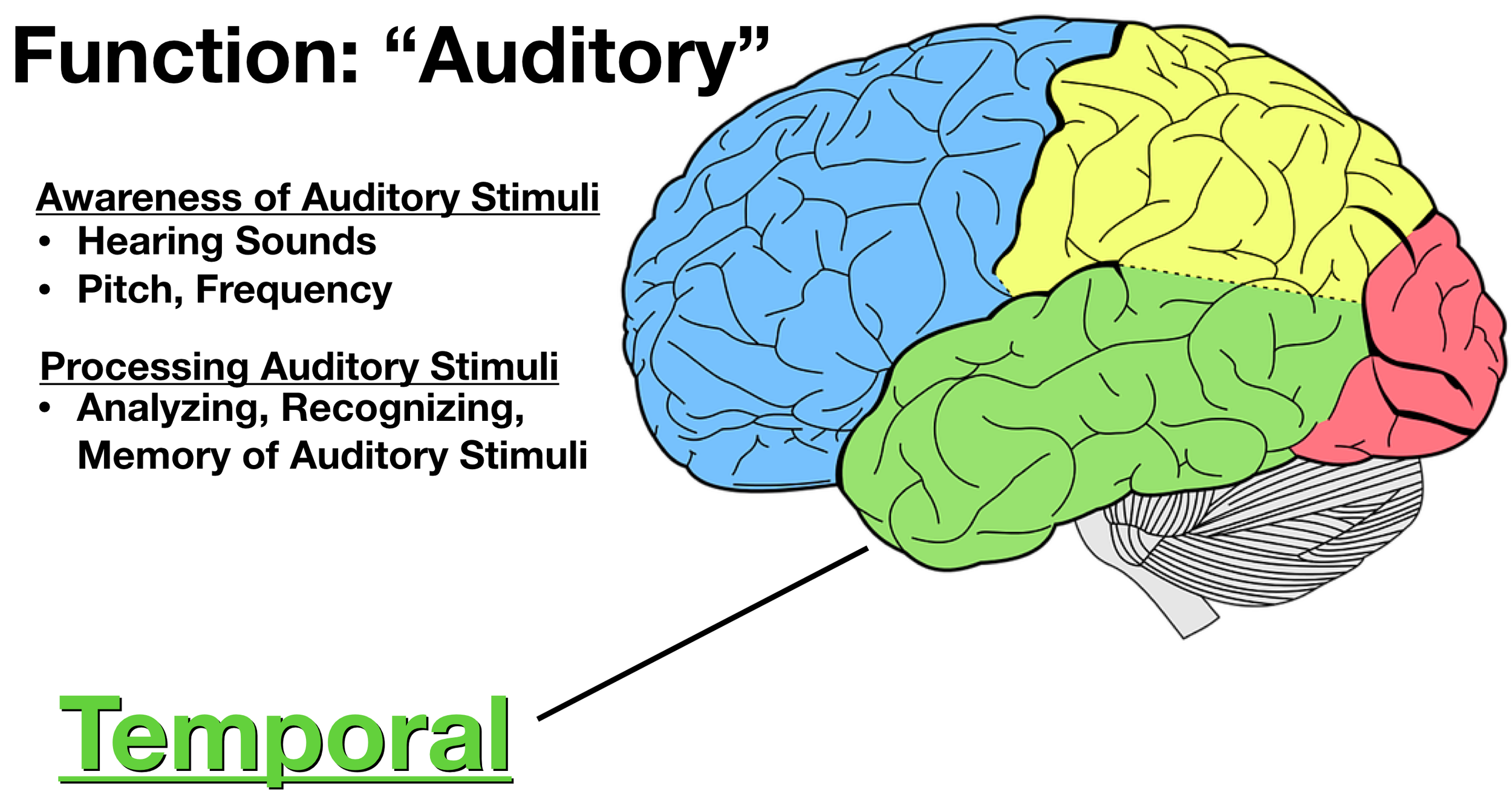 Image: The temporal lobe (green) is involved in awareness, processing, analyzing, and recognition of auditory stimuli (along with smell and language comprehension discussed below).