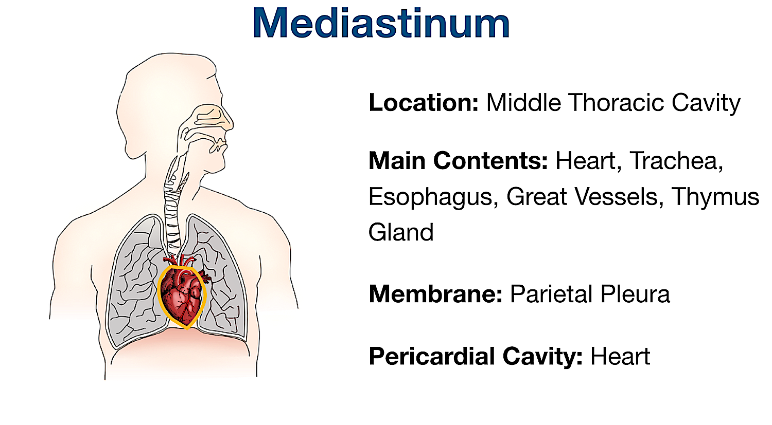 mediastinum pericardial body cavity heart