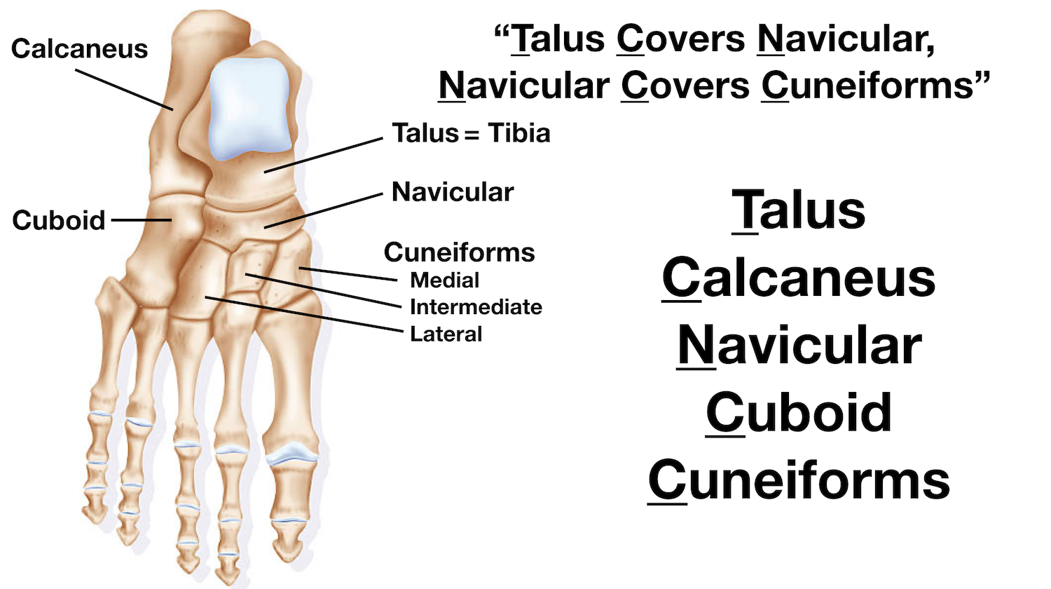 Image: Calcaneus is in the proximal tarsal row with the talus, and the cuboid is distal to the calcaneus.