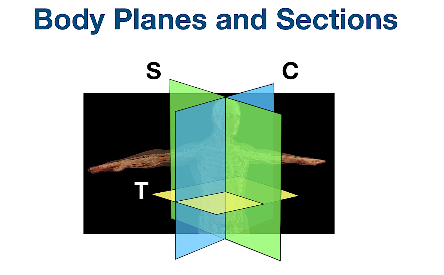 anatomical position body planes sections directional terms diagram