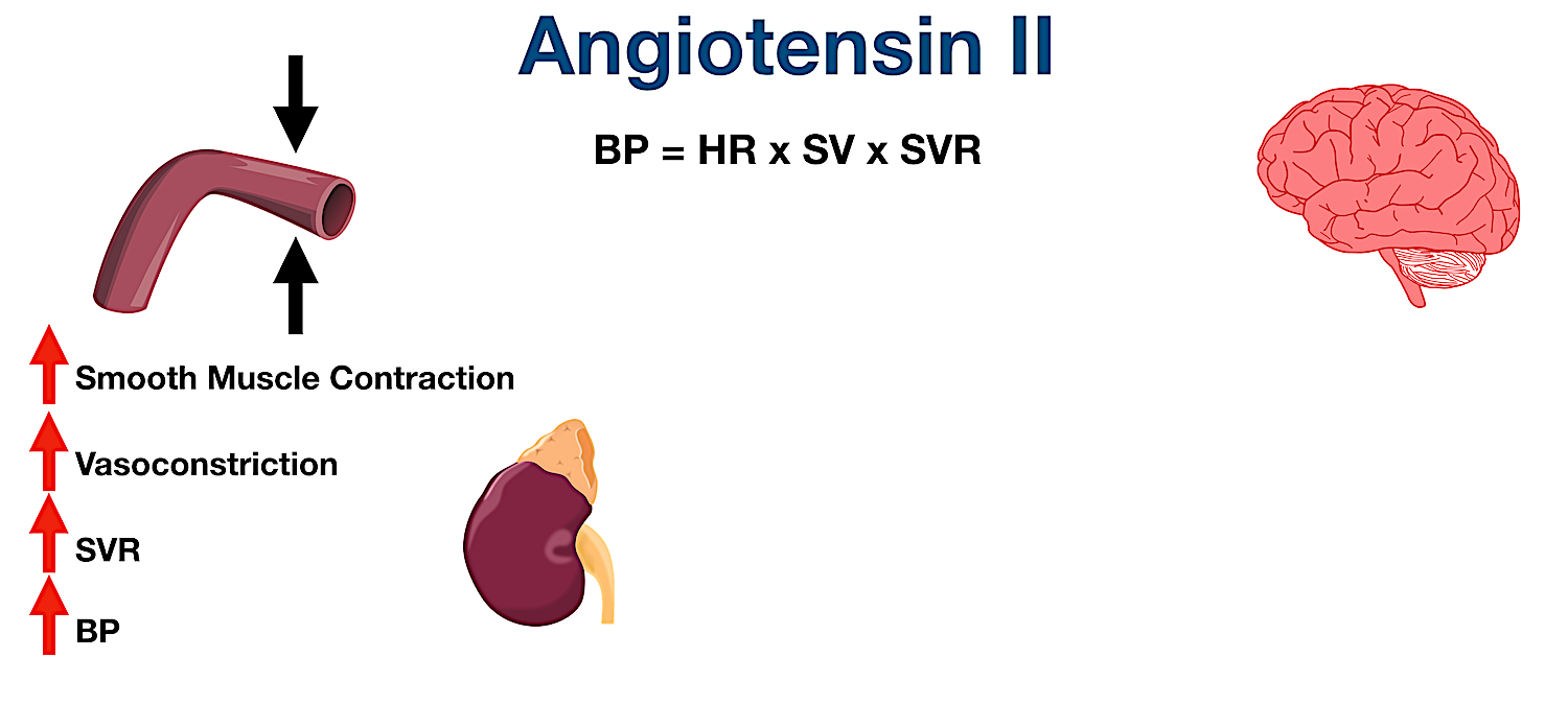 Angiotensin II is a potent vasoconstrictor. It binds to angiotensin II receptors on blood vessels leading to smooth muscle contraction, vasoconstriction, increased systemic vascular resistance (SVR), and increased blood pressure (BP).