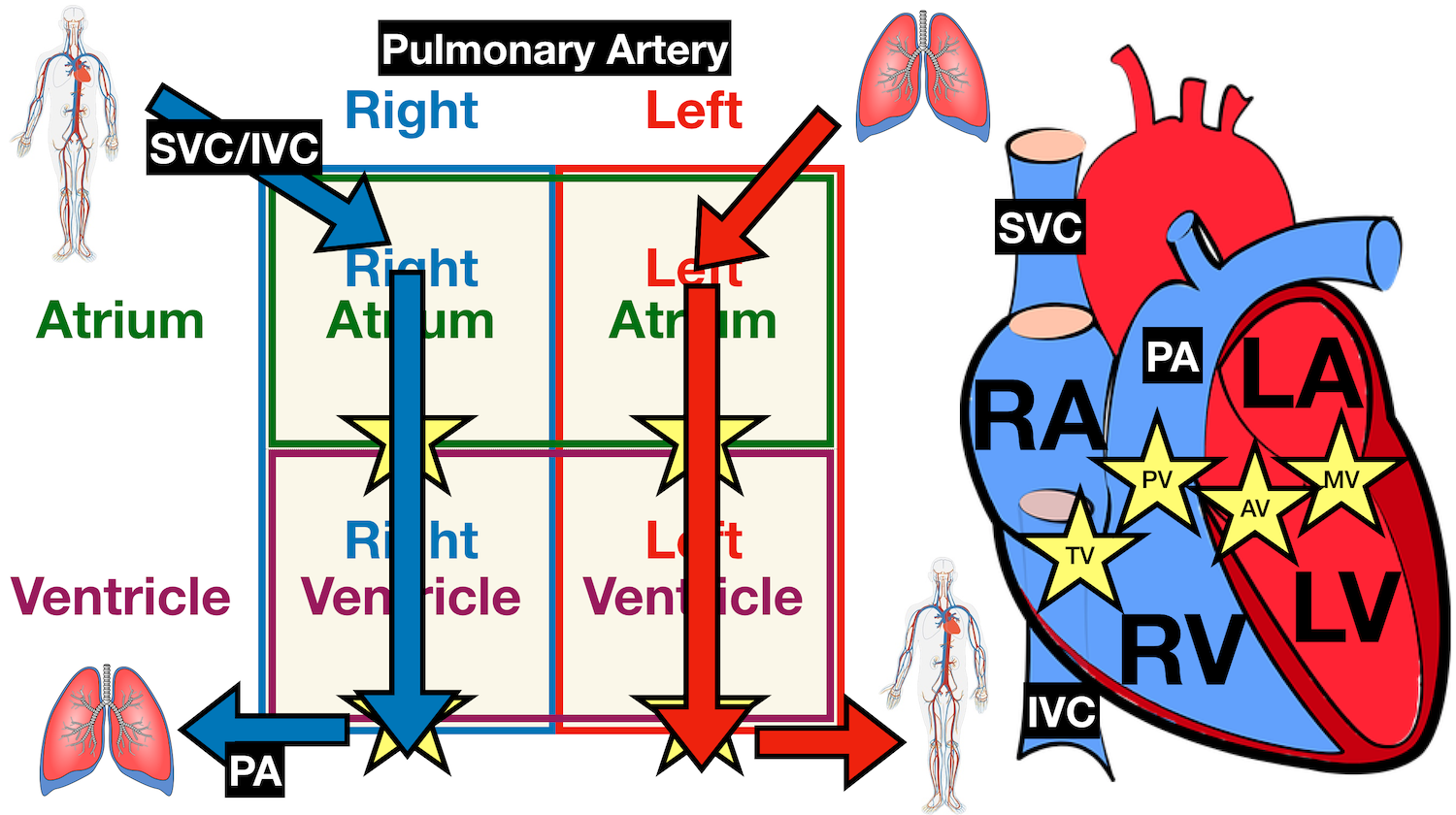 Image: Anatomy of the heart labeled diagram showing the main cardiac structures including the pulmonary artery.
