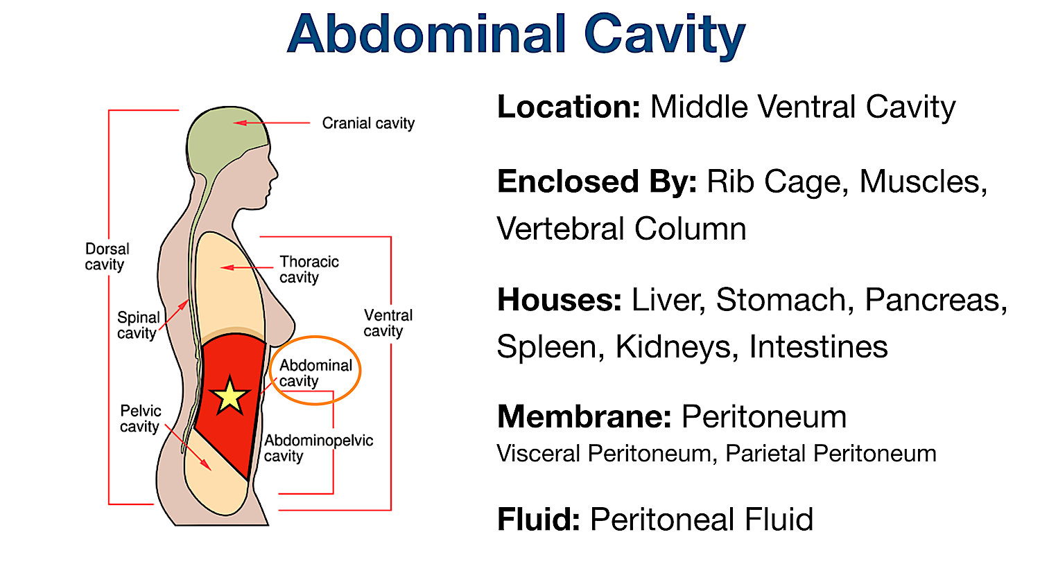 abdominal body cavity organs membrane labeled diagram liver stomach intestines kidneys
