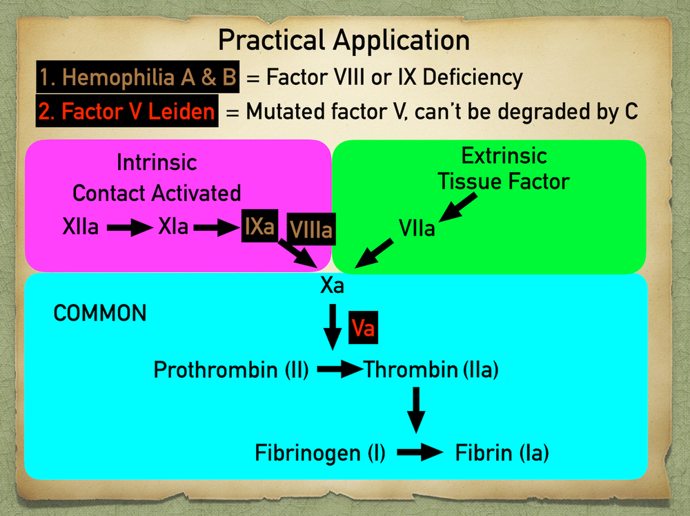 Secondary Hemostasis Definition and Coagulation Cascade Pathway Steps ...