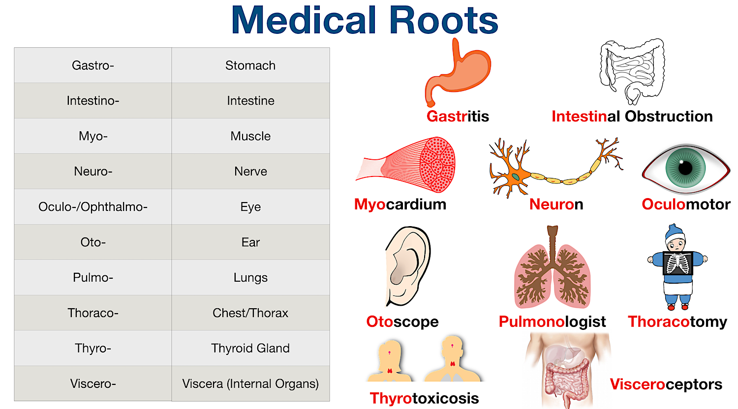 Medical Terminology: List of common root words