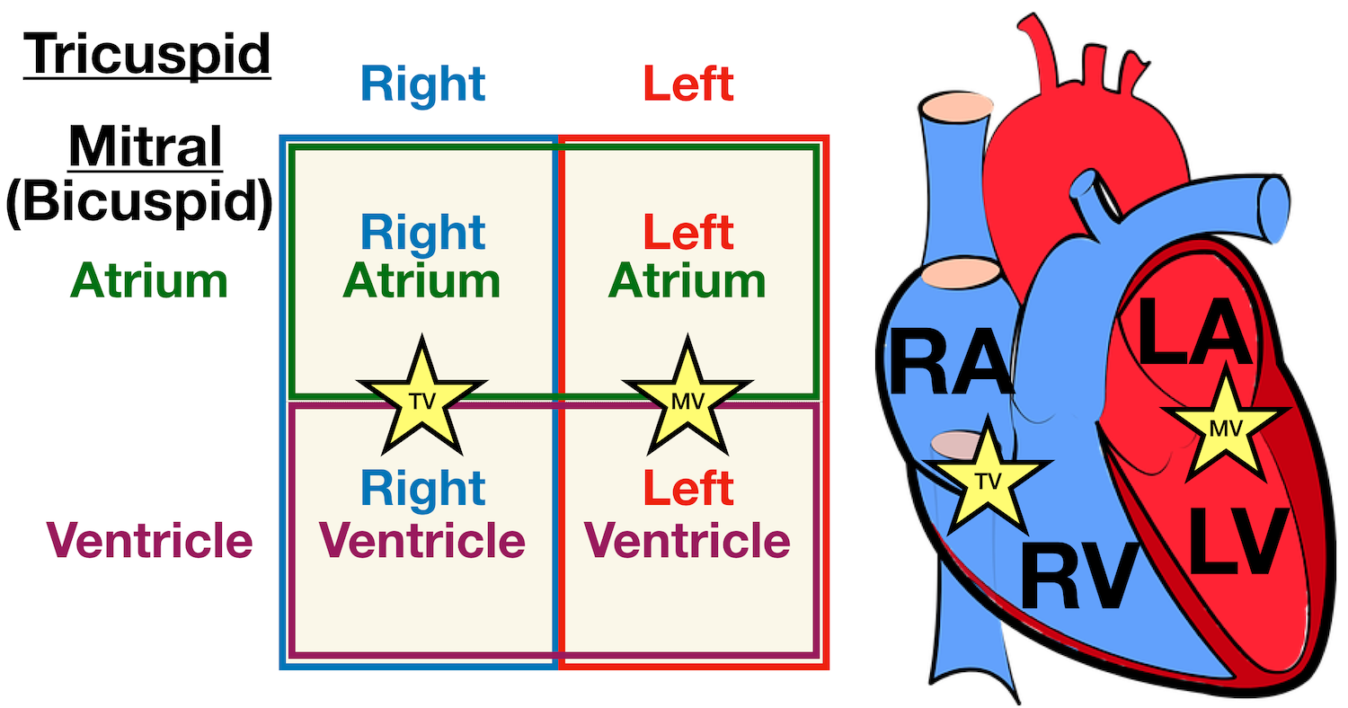 Image: Labeled diagram of the heart showing the mitral valve anatomically located between the left atrium and left ventricle.