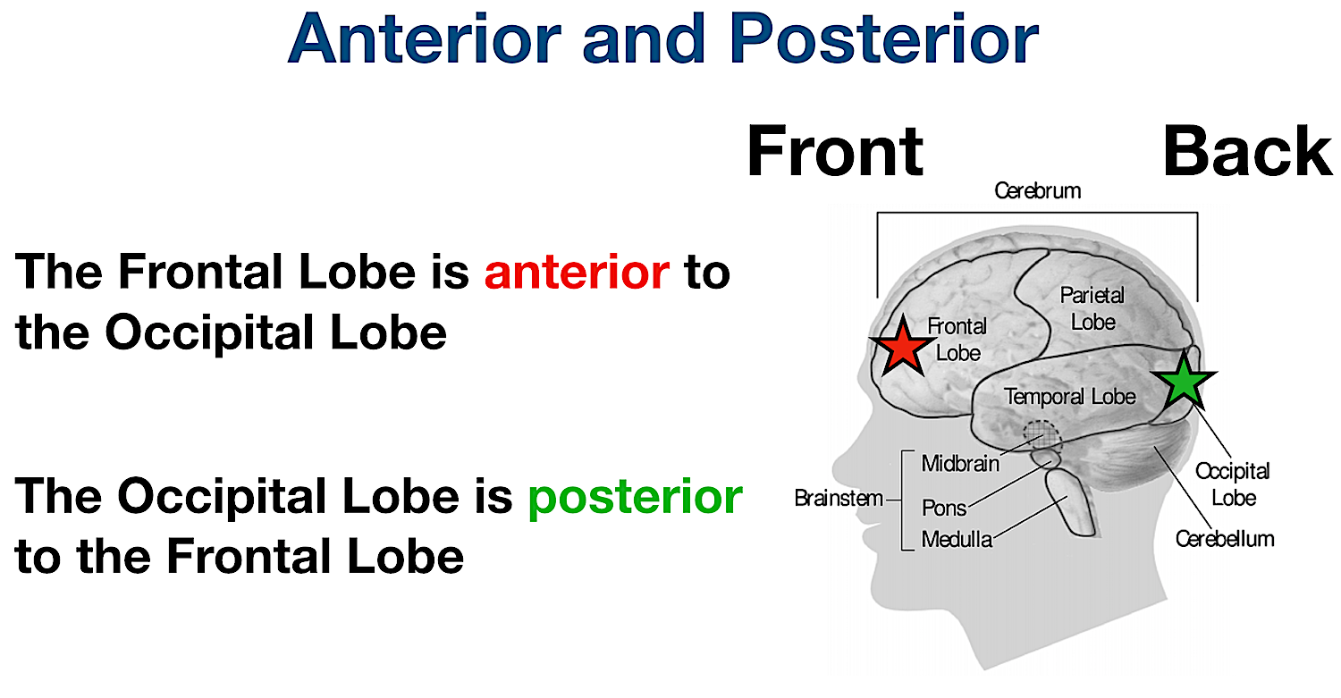 anatomical position directional terms anterior posterior example labeled diagram