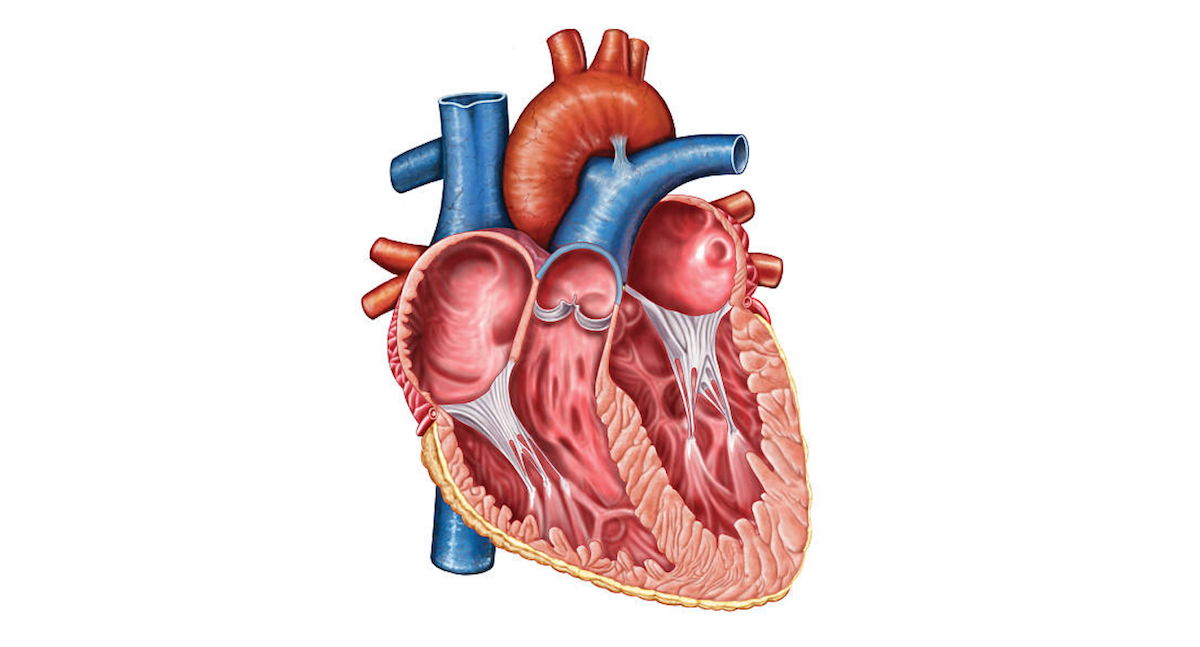 Image: Diagram of the heart without labels to quiz yourself on the main cardiac structures and anatomy.
