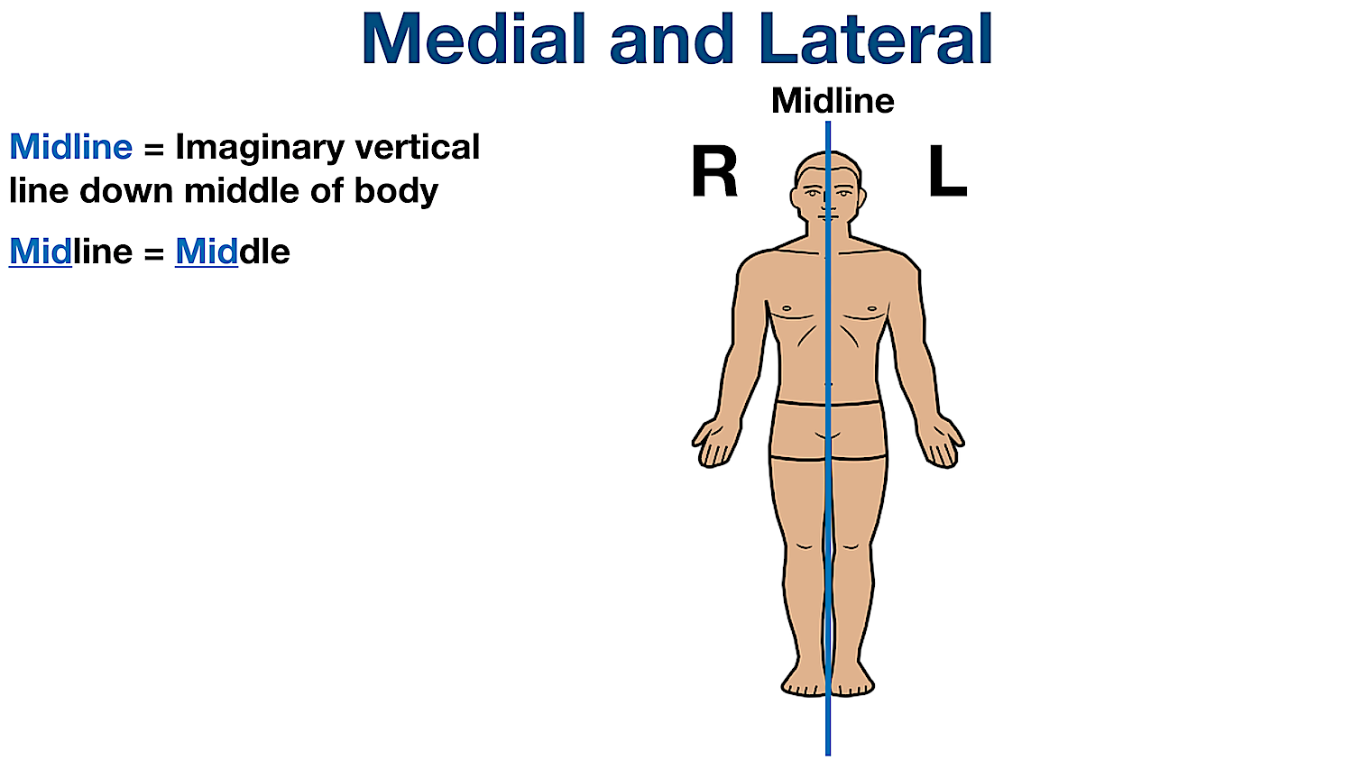 anatomical position directional terms midline sagittal plane definition example labeled diagram