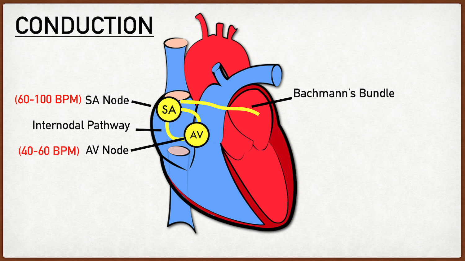 The AV node is the “gatekeeper” that sends the action potential from the atria to the ventricles. The pacemaker cells within the AV node generate action potentials at 40-60 beats per minute, and are therefore masked by the SA node (60-100 beats per …