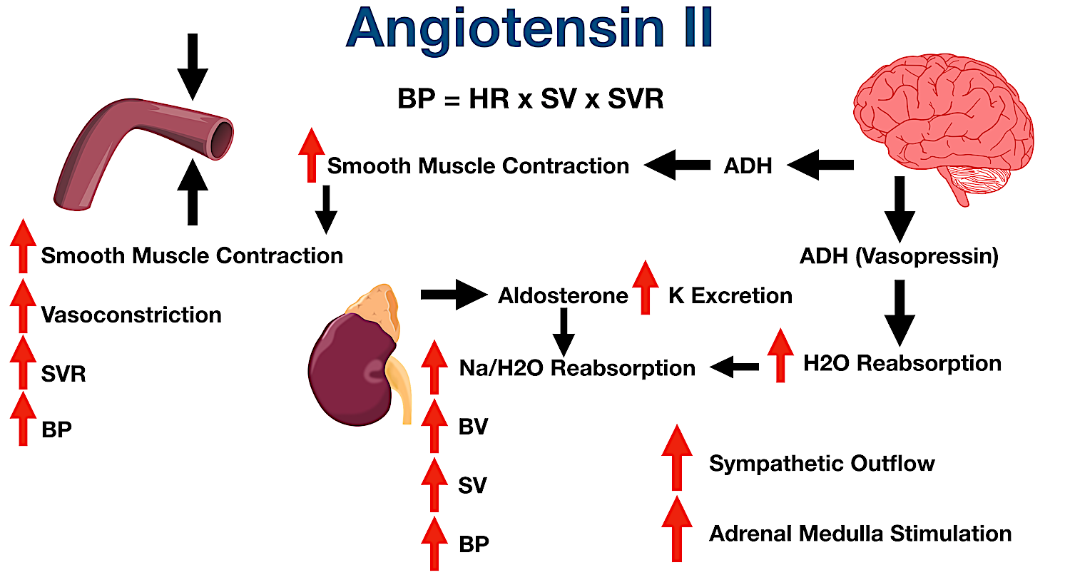 Angiotensin II augments sympathetic outflow centrally and stimulates the adrenal medulla to release epinephrine and norepinephrine.