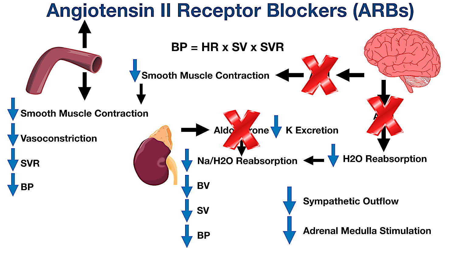 Blocking angiotensin II receptors with an ARB will decrease sympathetic outflow augmentation, as well as decrease stimulation of the adrenal medulla.