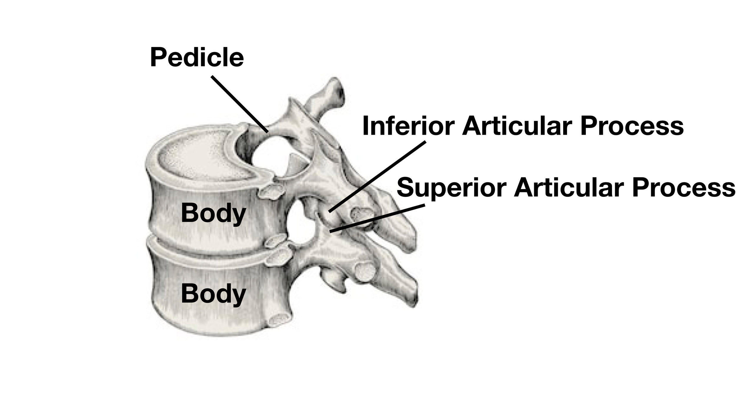 Image: The 2 superior articular processes of one vertebra articulate with the 2 inferior articular processes of the vertebra above it, and vice versa.
