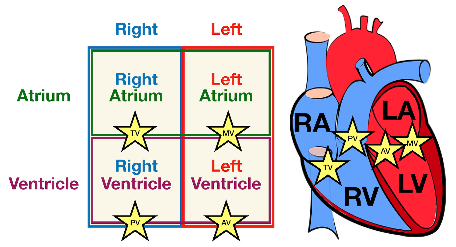Diagram: Anatomy of the heart and chart showing the main cardiac structures including the atria, ventricles, and heart valves.