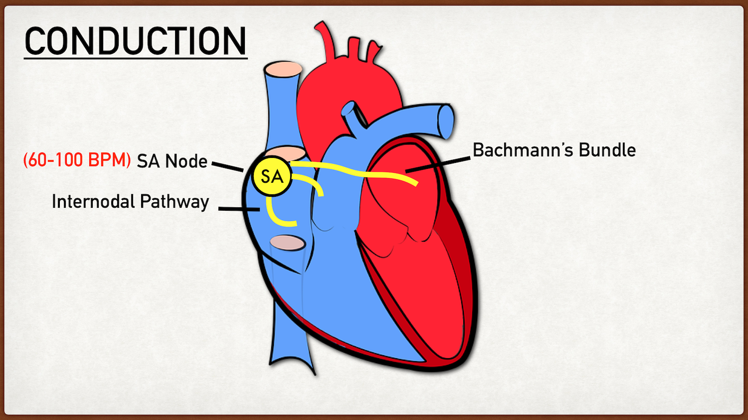 In a normal functioning heart, the SA node is the pacemaker that sets the heart rate and is the starting point of the conduction system.The pacemaker cells within the SA node generate action potentials at 60-100 beats per minute. The action potentia…
