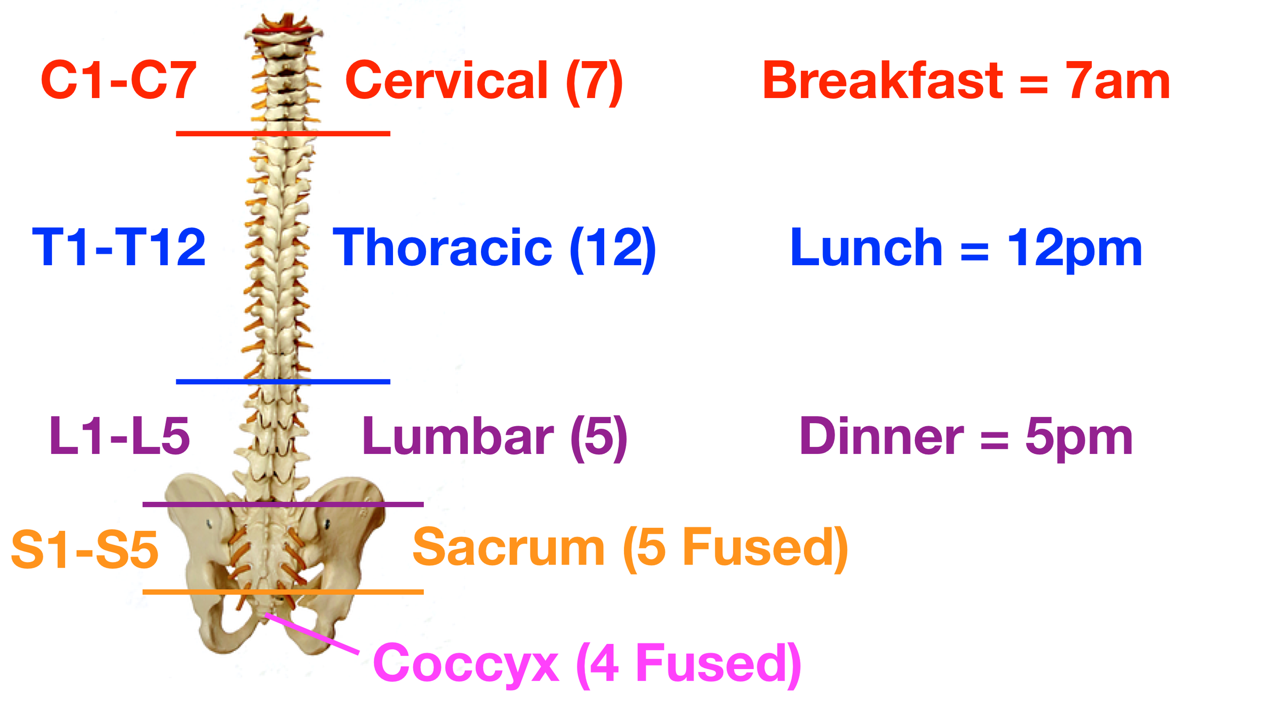Image: There are 4 vertebrae that fuse together by adulthood to form the coccyx.