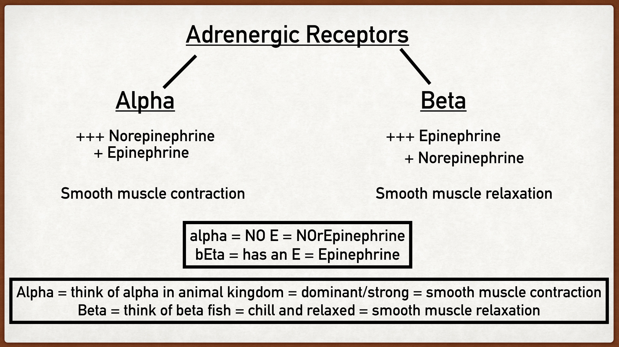 Alpha Adrenergic Receptors: Types, Function, Location, and Stimulation ...