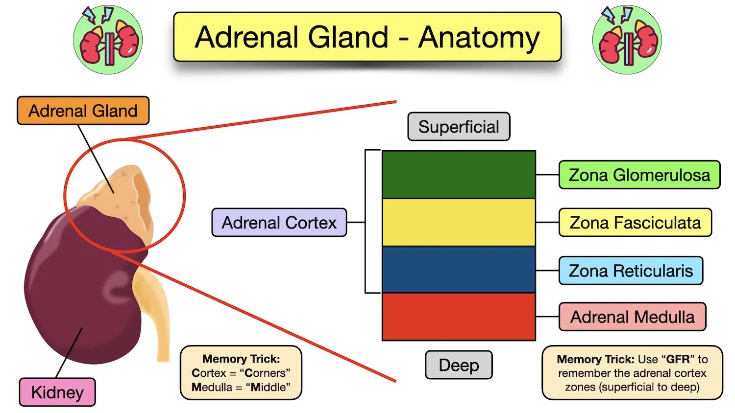 adrenal gland cortex layers anatomy location zona glomerulosa fasciculata reticularis