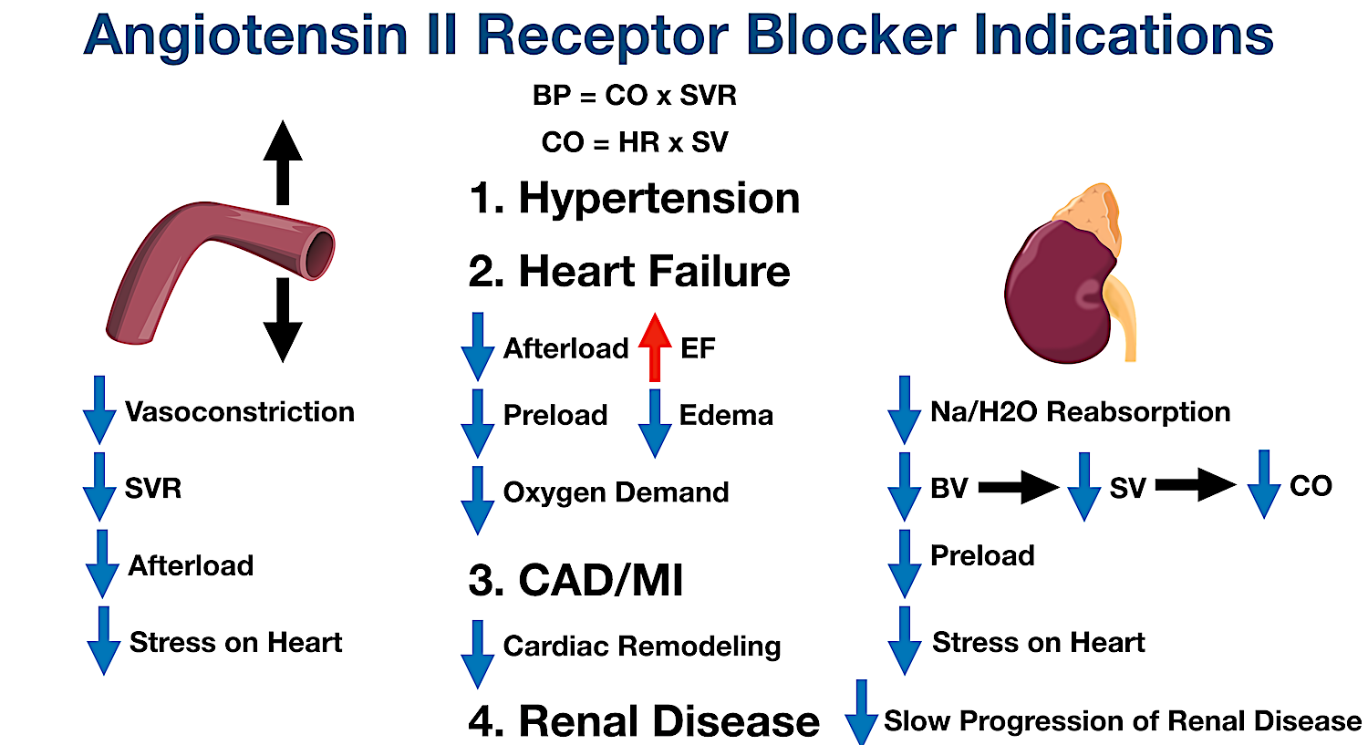 ARBs can be used to decrease the progression of renal disease by inhibiting the renin-angiotensin-aldosterone system.