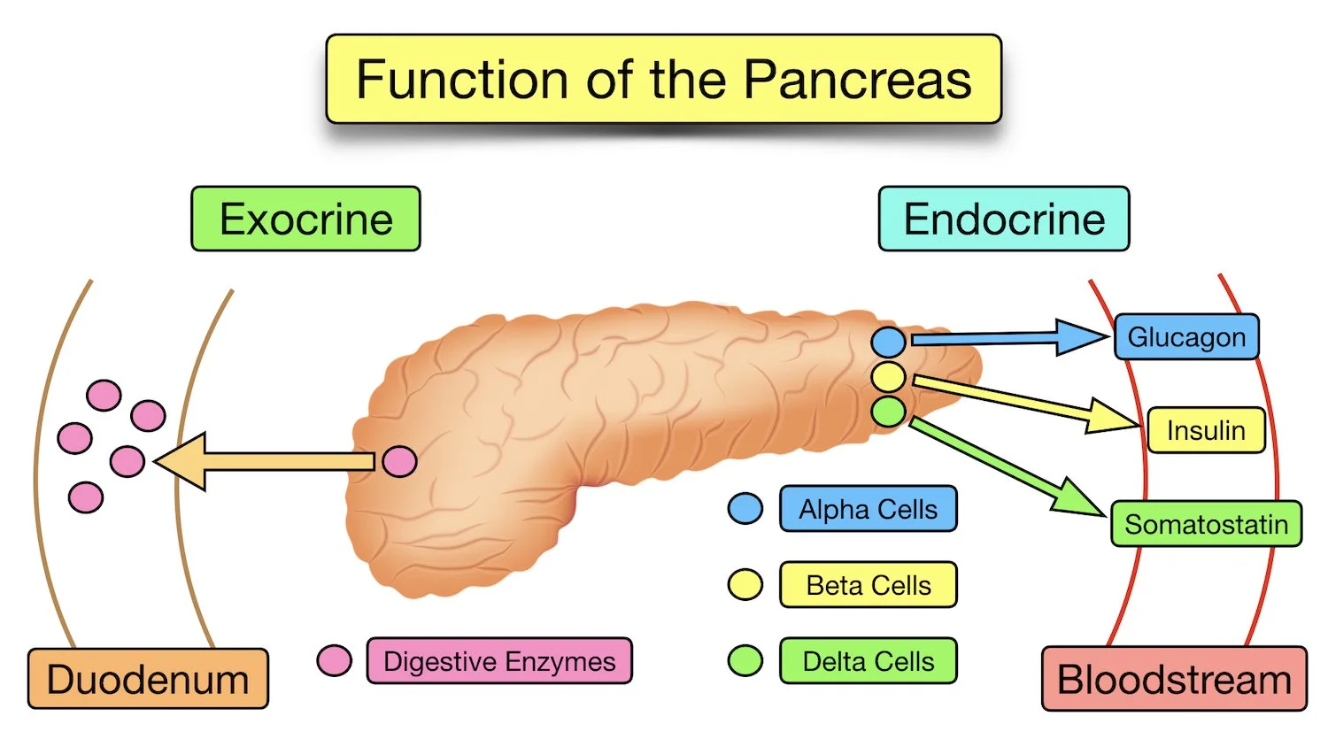pancreas function digestive endocrine hormone insulin glucagon somatostatin alpha beta dela cell