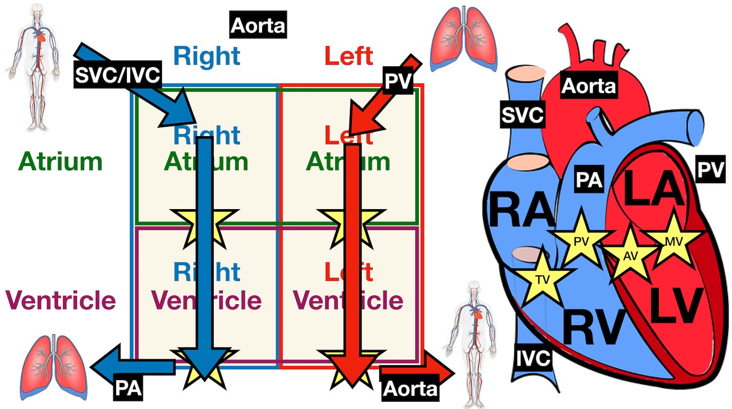 Image: Anatomy of the heart labeled diagram showing the main cardiac structures including the aorta.