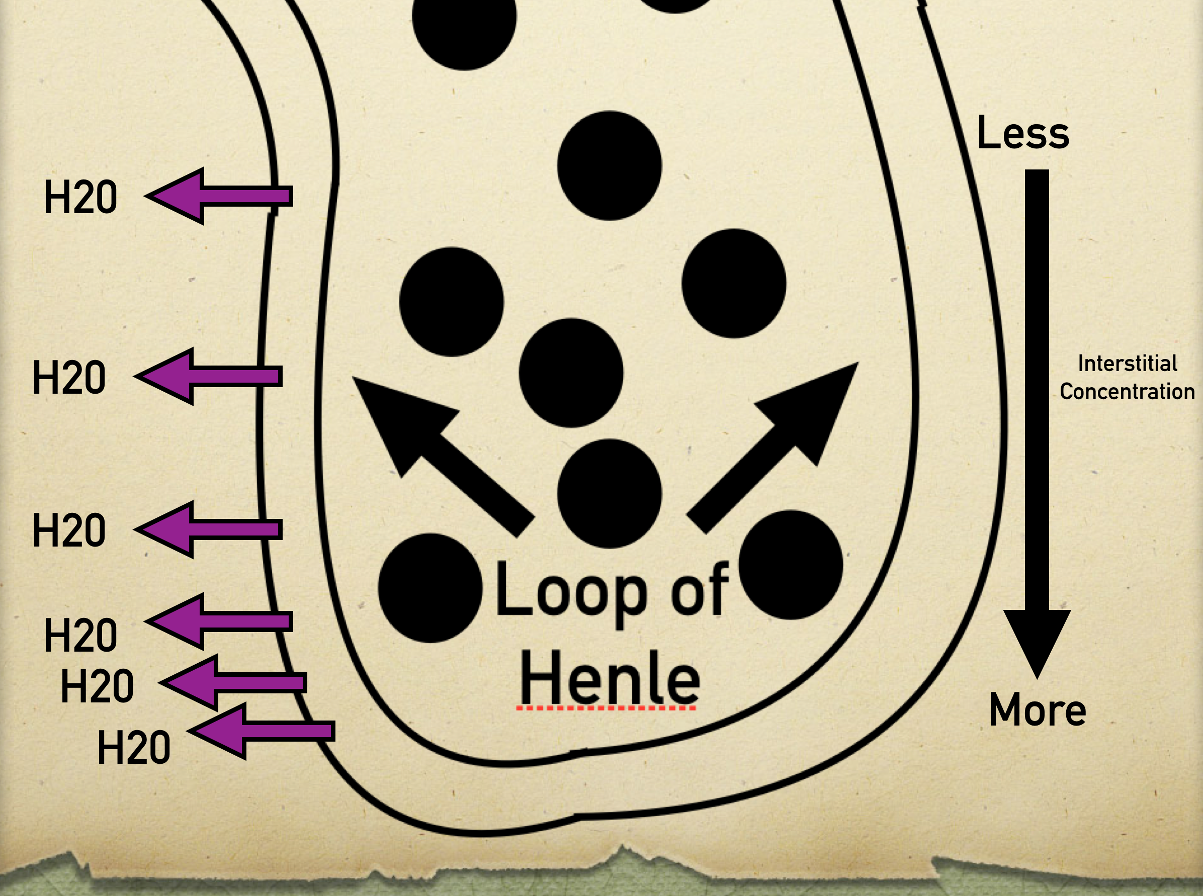 Descending Loop of Henle: Water reabsorption occurs. As the interstitium gets more concentrated the deeper into the renal medulla the loop goes, the more water that gets reabsorbed to balance out the osmolarity.