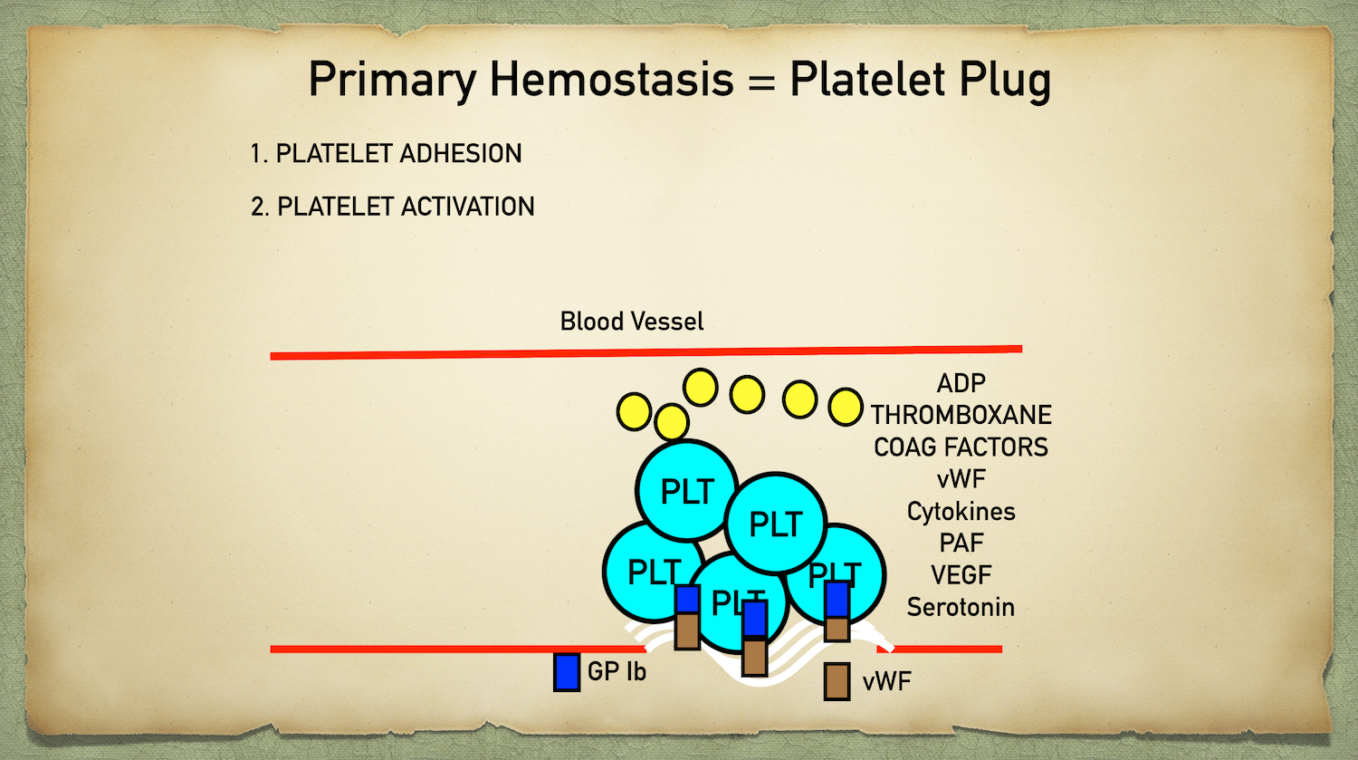 The interaction between GPIb platelet receptors and vWF leads to platelets (PLT) activation and degranulation of content to to further facilitate platelet adherence and activation along with other functions to augment hemostasis.
