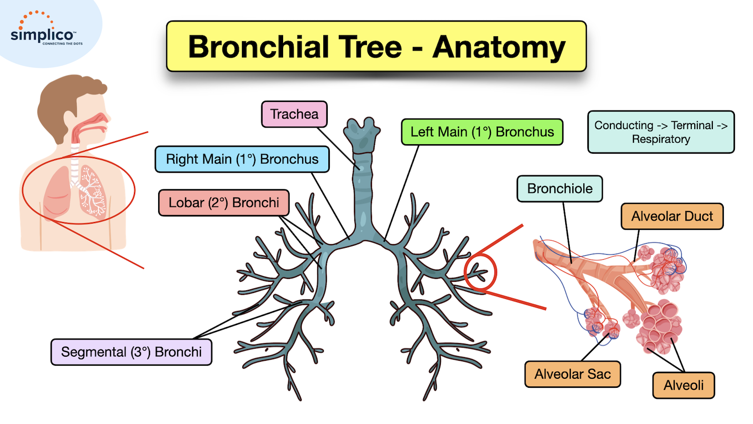 Bronchiolitis | RSV: Symptoms, Causes, Treatment, Definition in Babies ...