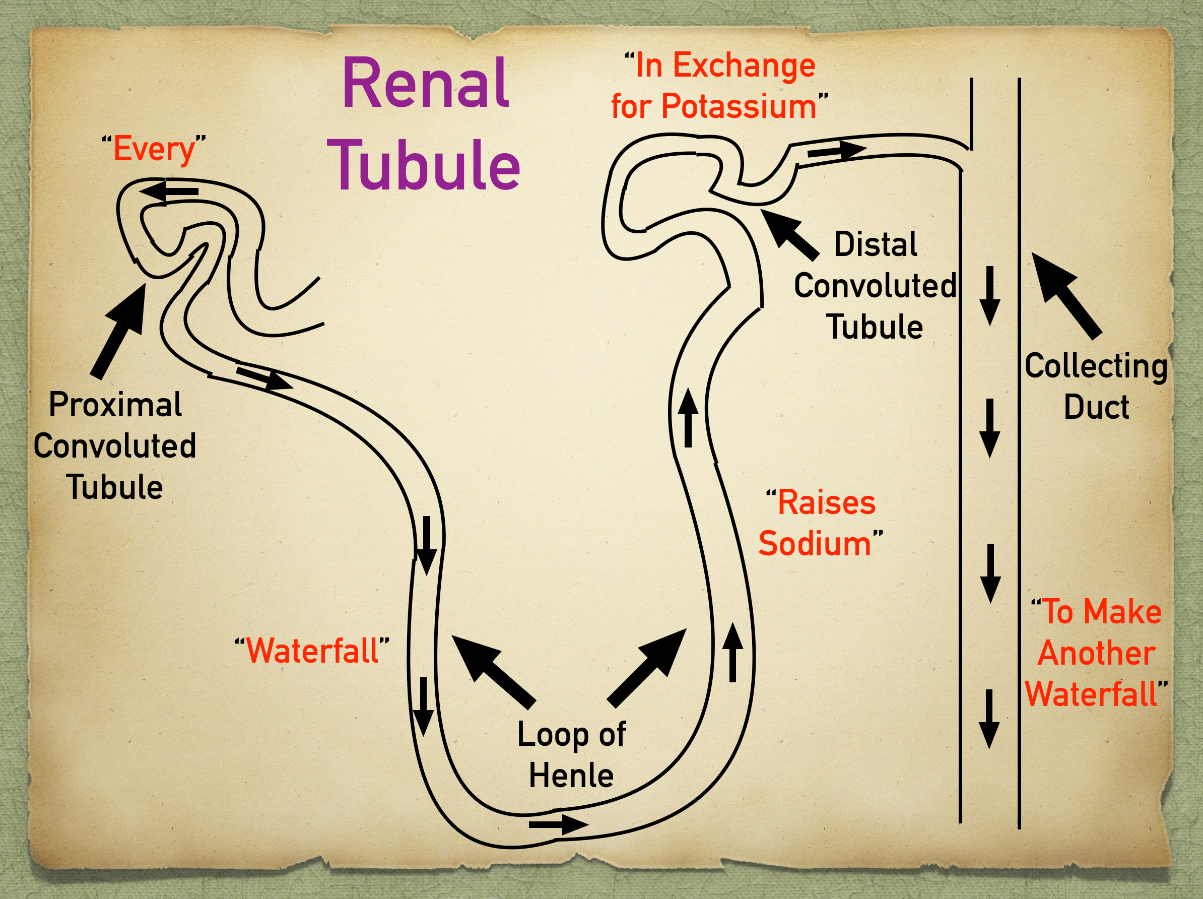 To Make Another Waterfall = collecting duct, downward (fall) structure that reabsorbs water