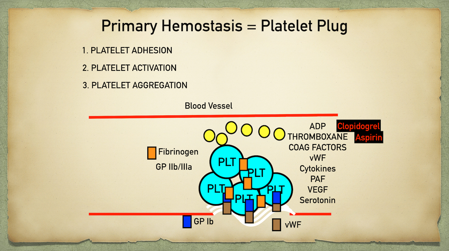 Clopidogrel inhibits the function of ADP and aspirin inhibits thromboxane formation. Both impede platelet aggregation and serve as antiplatelets.