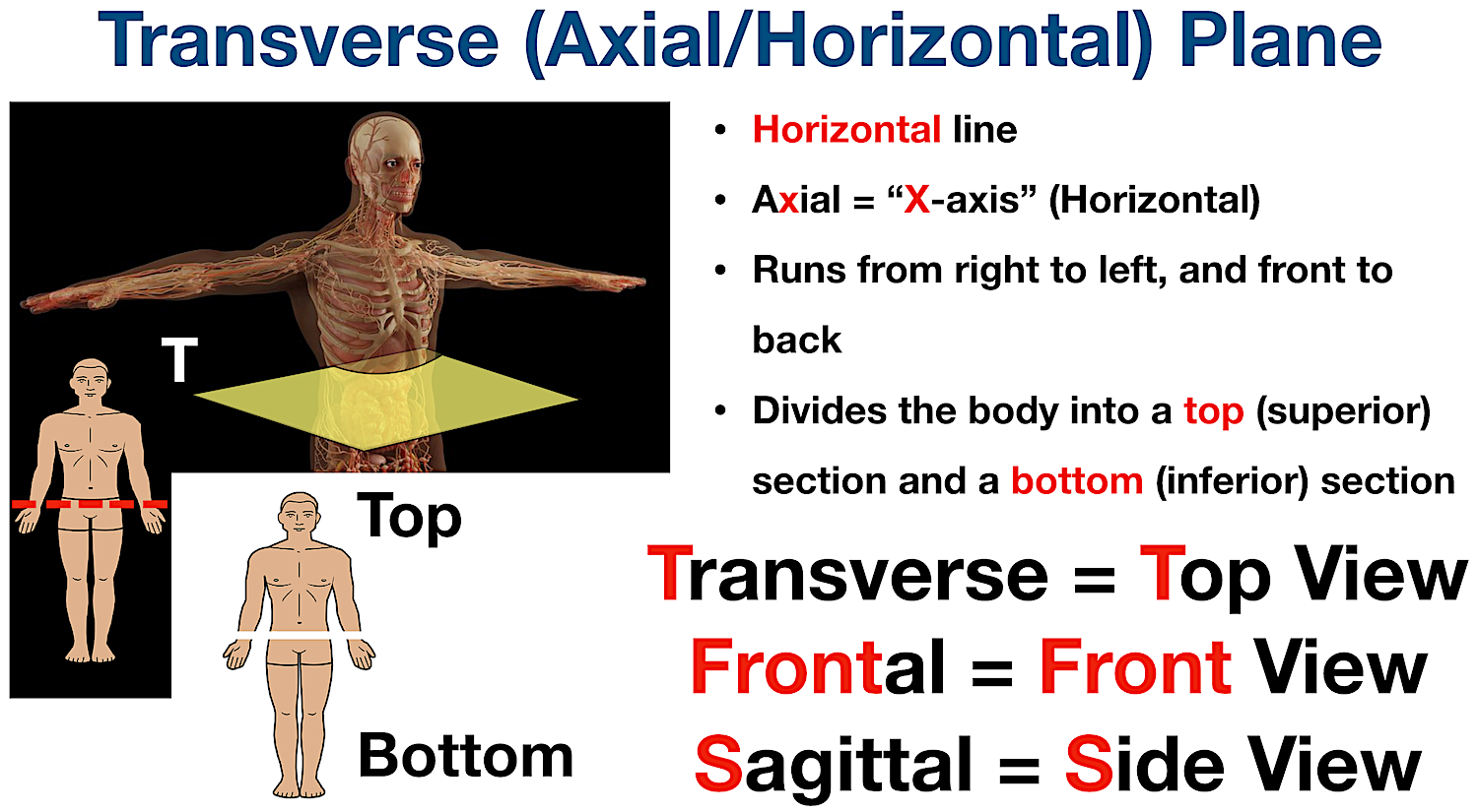 anatomical position transverse planes body sections directional terms diagram