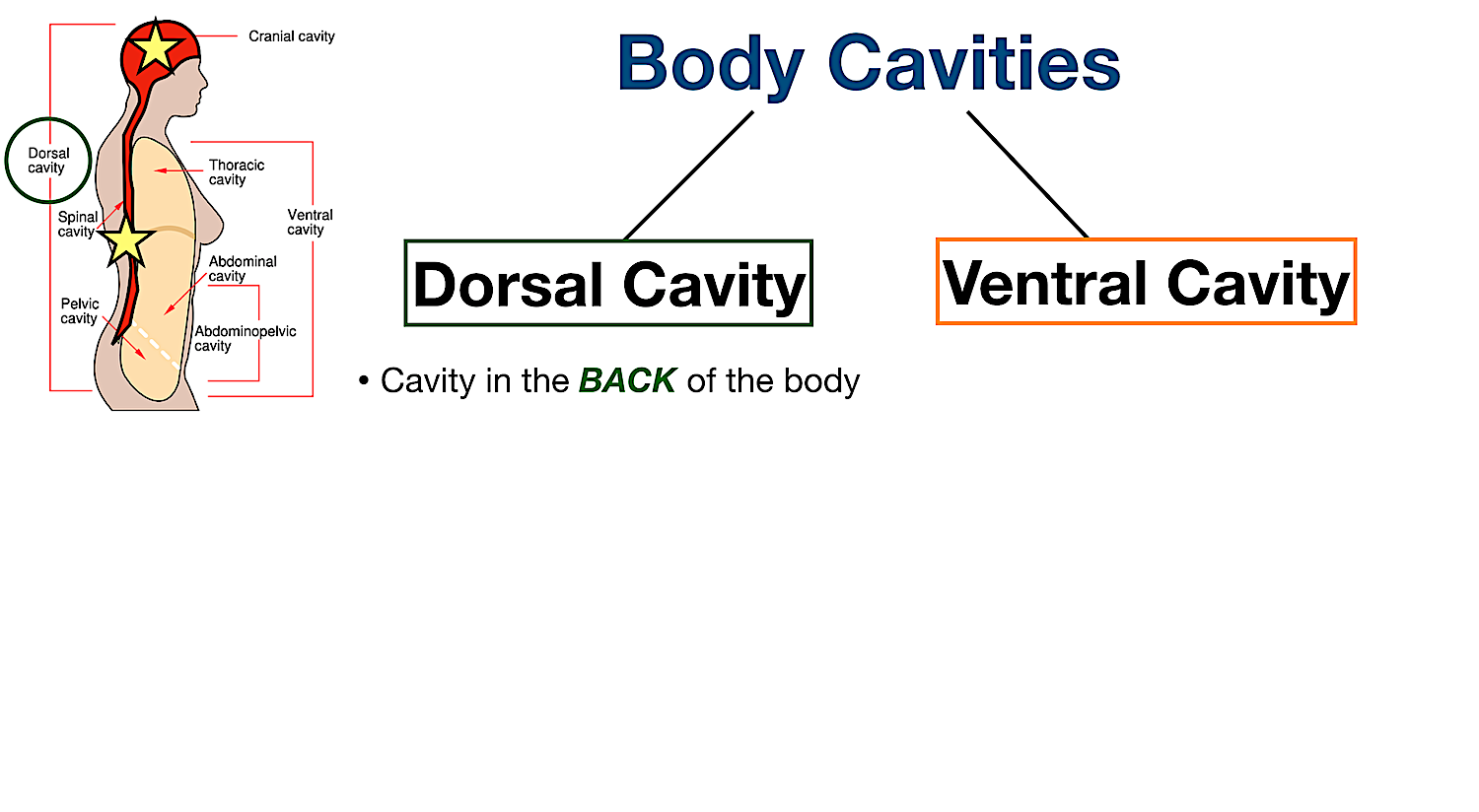 dorsal body cavity labeled diagram definition