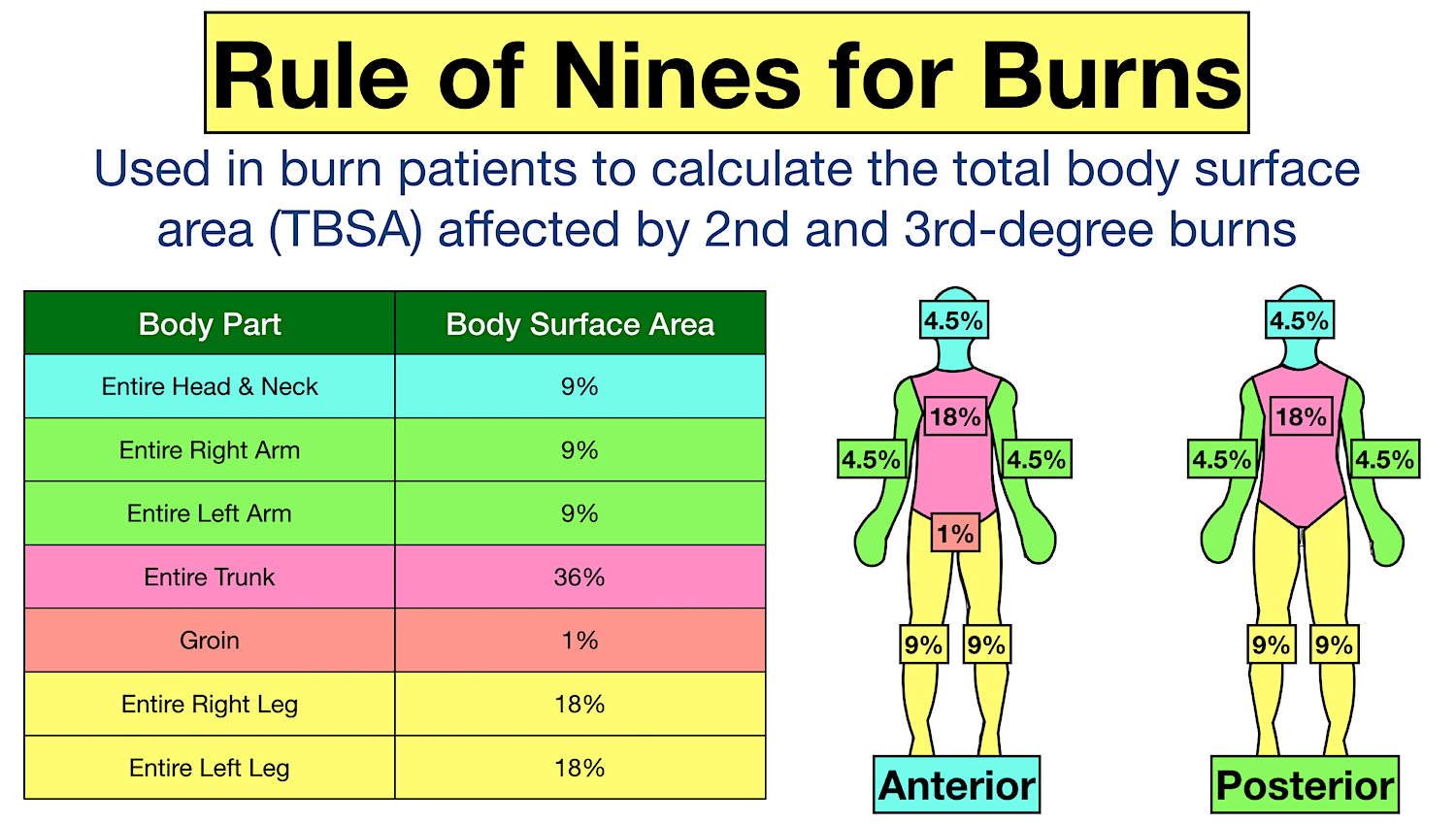 rule of nines for burns definition, chart, diagram