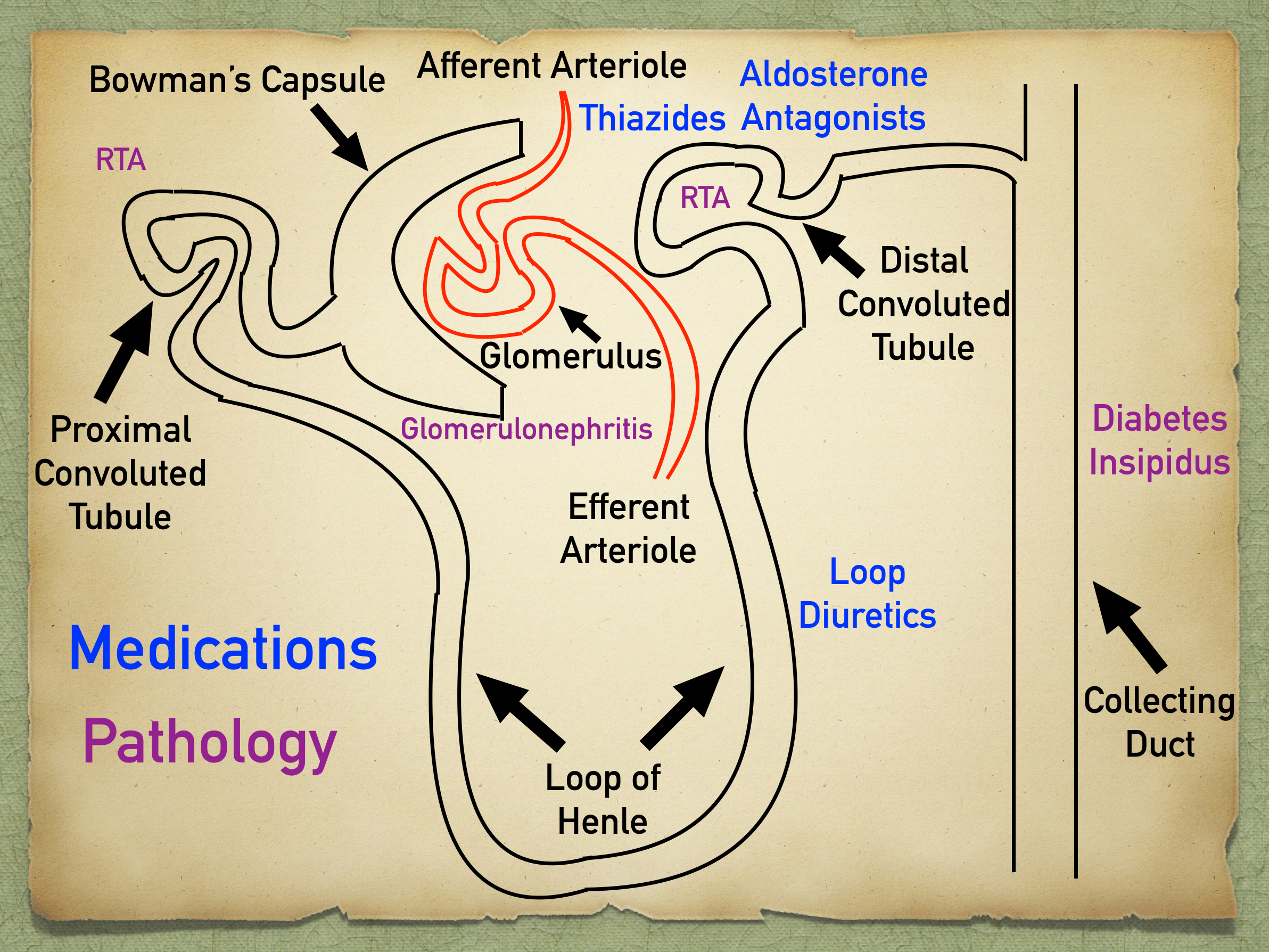 RTA = Renal Tubular Acidosis