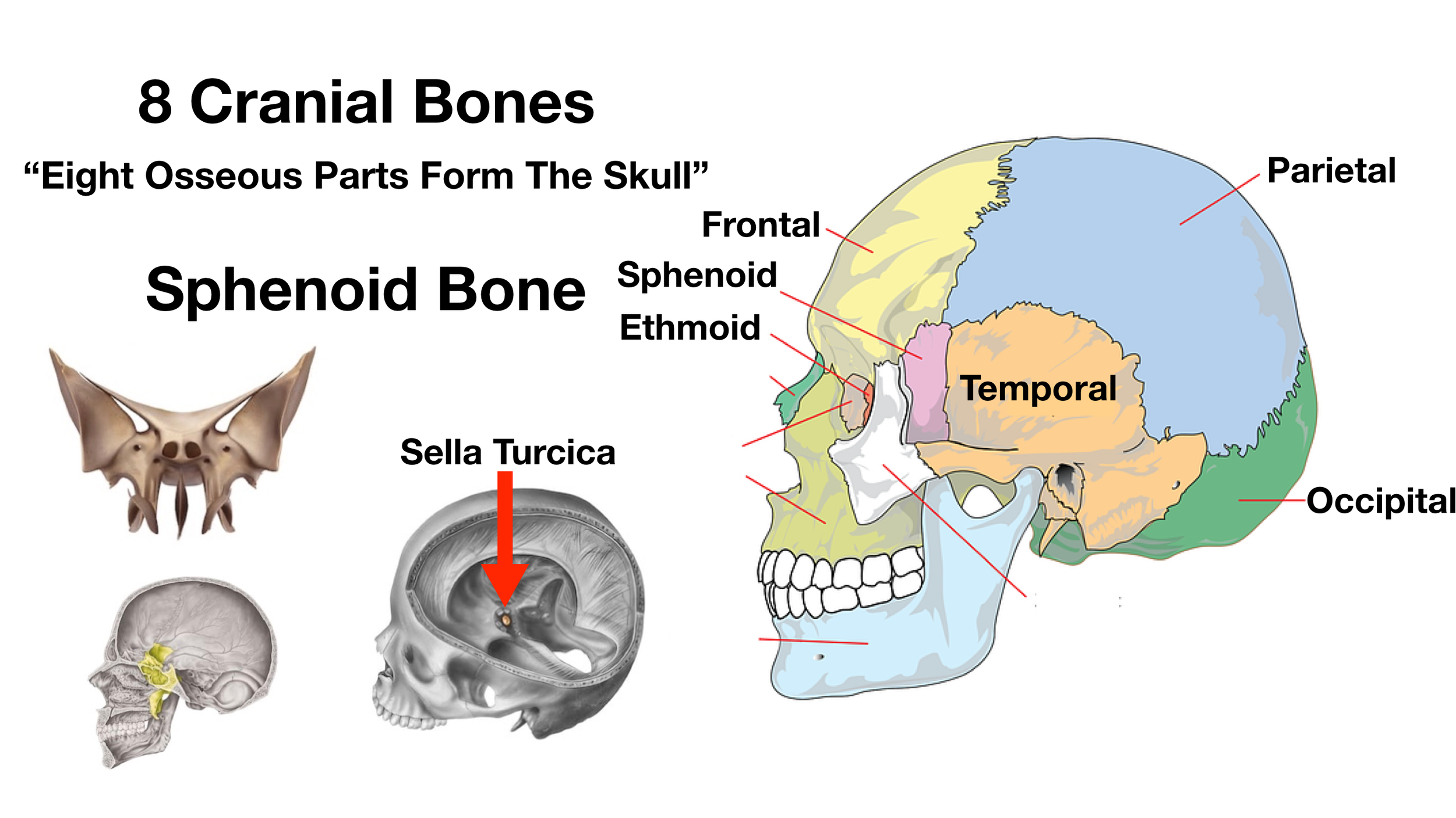 Image: The sphenoid bone has a depression called the sella turcica where the pituitary gland sits.