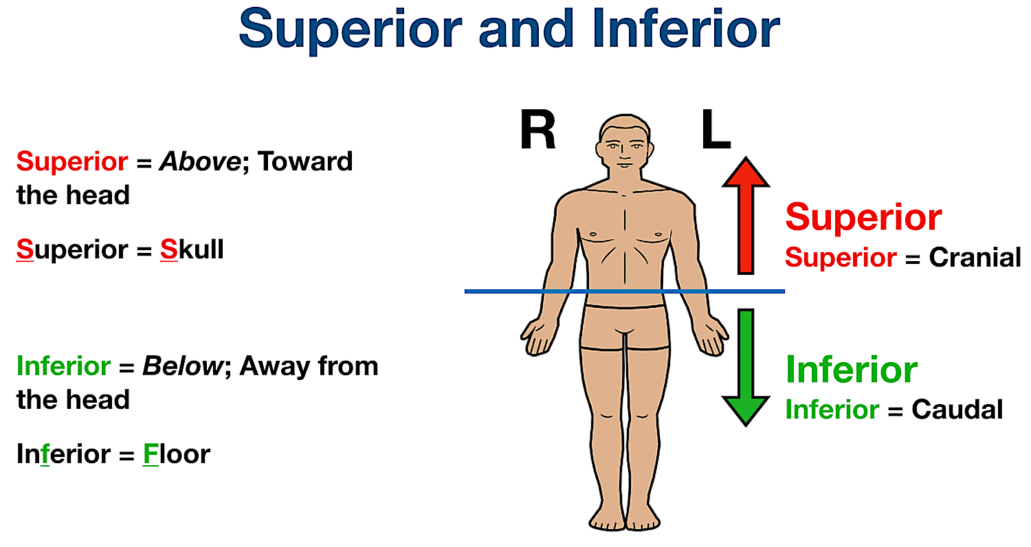 anatomical position directional terms cranial caudal definition example labeled diagram