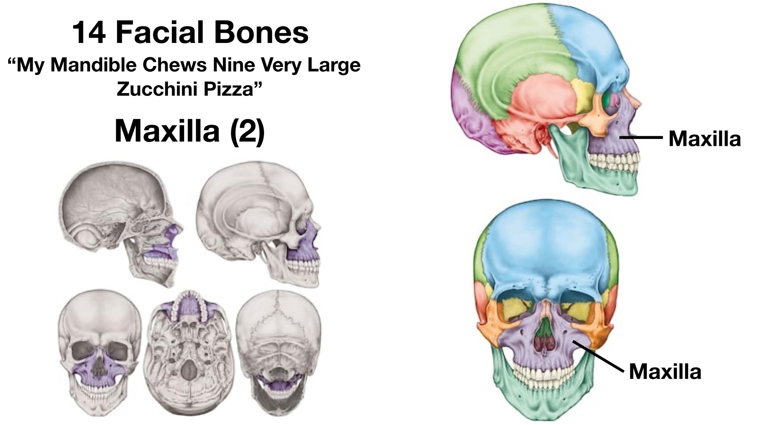 Skeleton Face Names Facial Bones of the Skull: Labeled Diagram, Anatomy, Structure ...