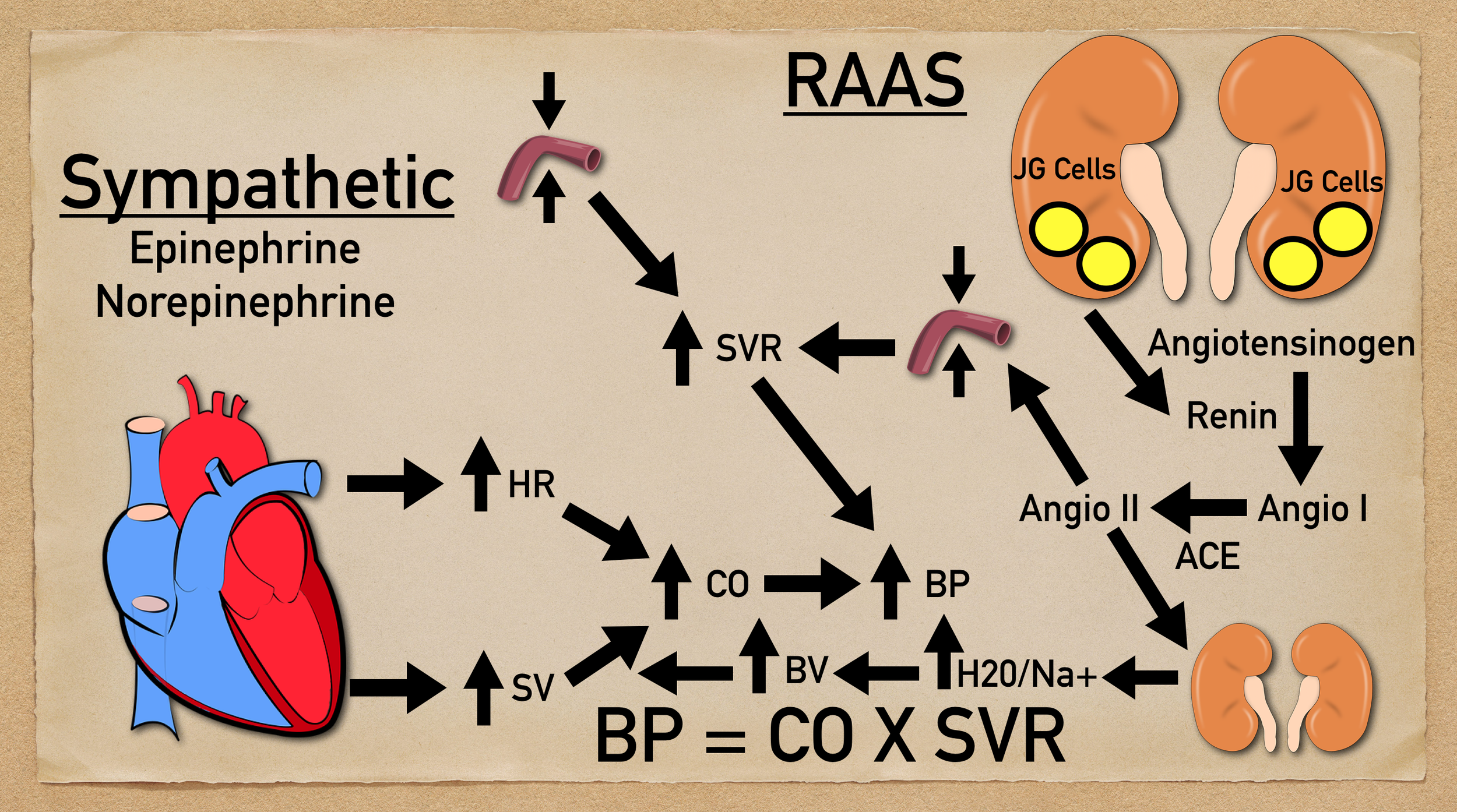 Increased renin angiotensin aldosterone system activity will lead to vasoconstriction from the effects of angiotensin II and vasopressin on blood vessels. This will increase systemic vascular resistance and blood pressure.
