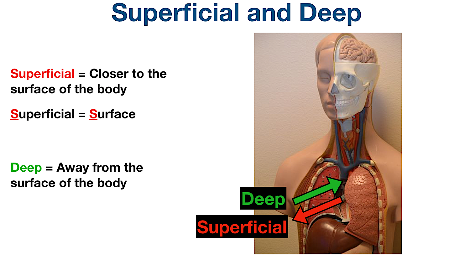 anatomical position directional terms deep definition example labeled diagram