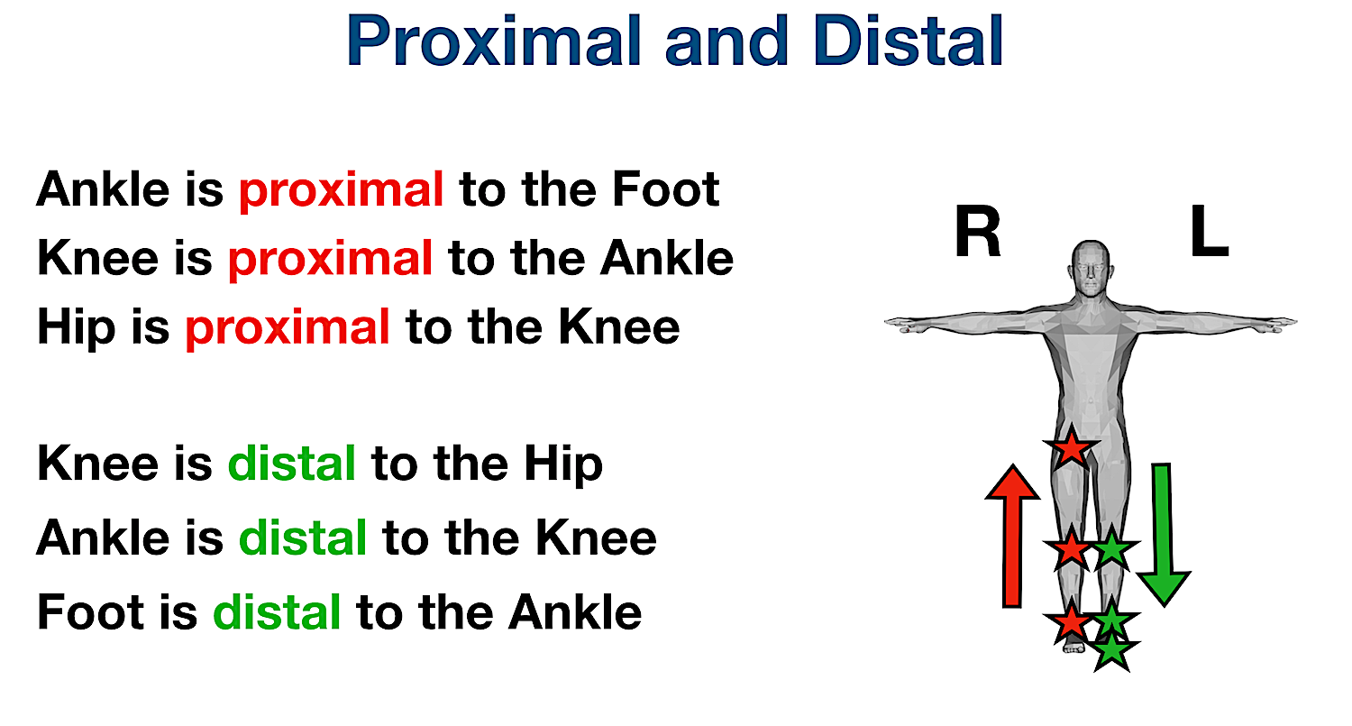 anatomical position directional terms proximal distal definition examples